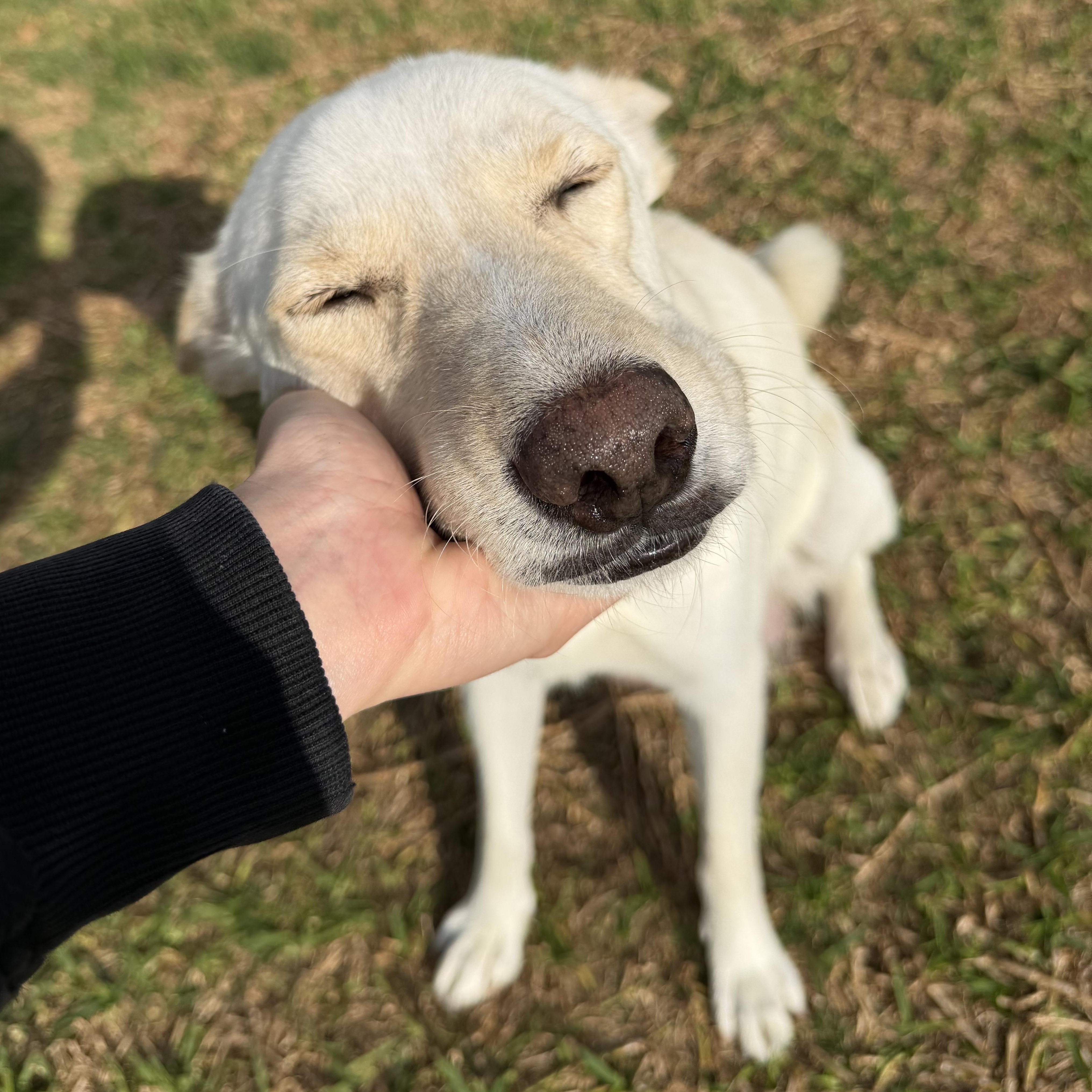 Enlarge Snow, a ADOPTABLE mixed breed in Bryan, TX image 3/3