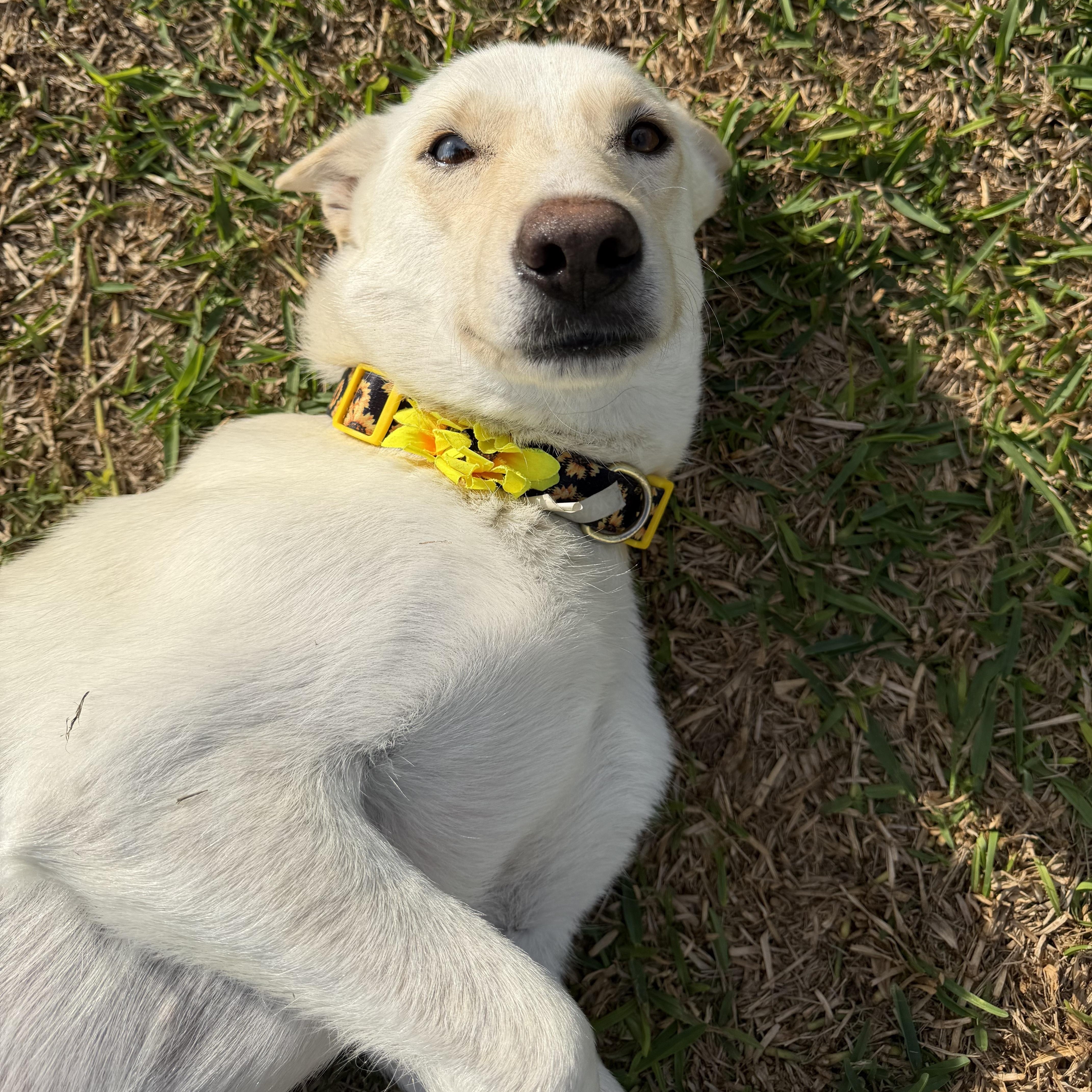 Snow, ADOPTABLE, Adult Female Shepherd & Husky.