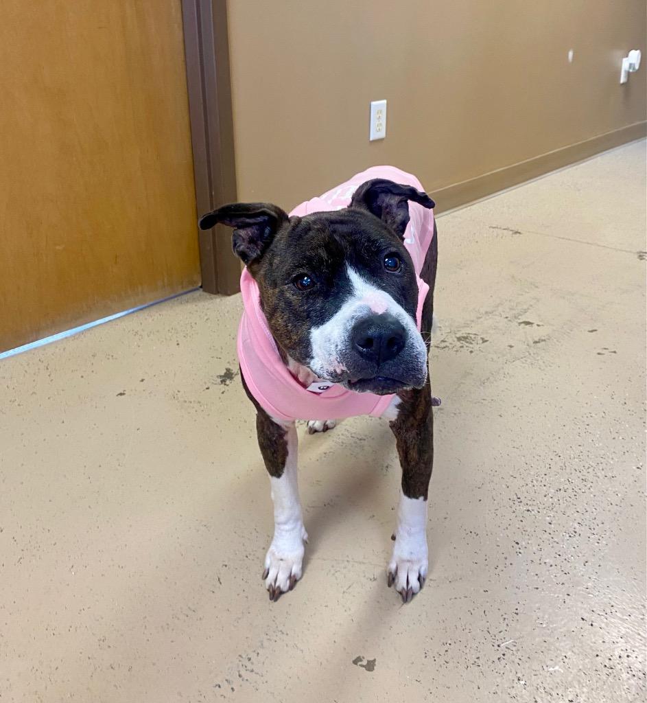 Envy, a Adoptable Pit Bull Terrier in West Union, OH image 1/6