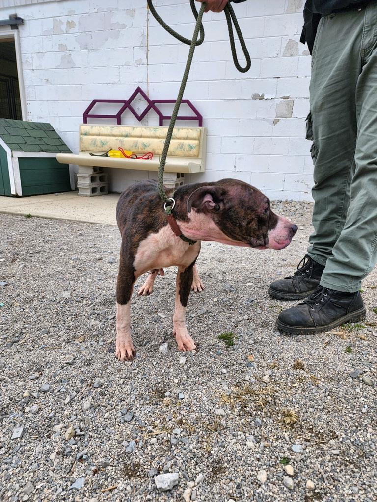 Envy, a Adoptable Pit Bull Terrier in West Union, OH image 2/6