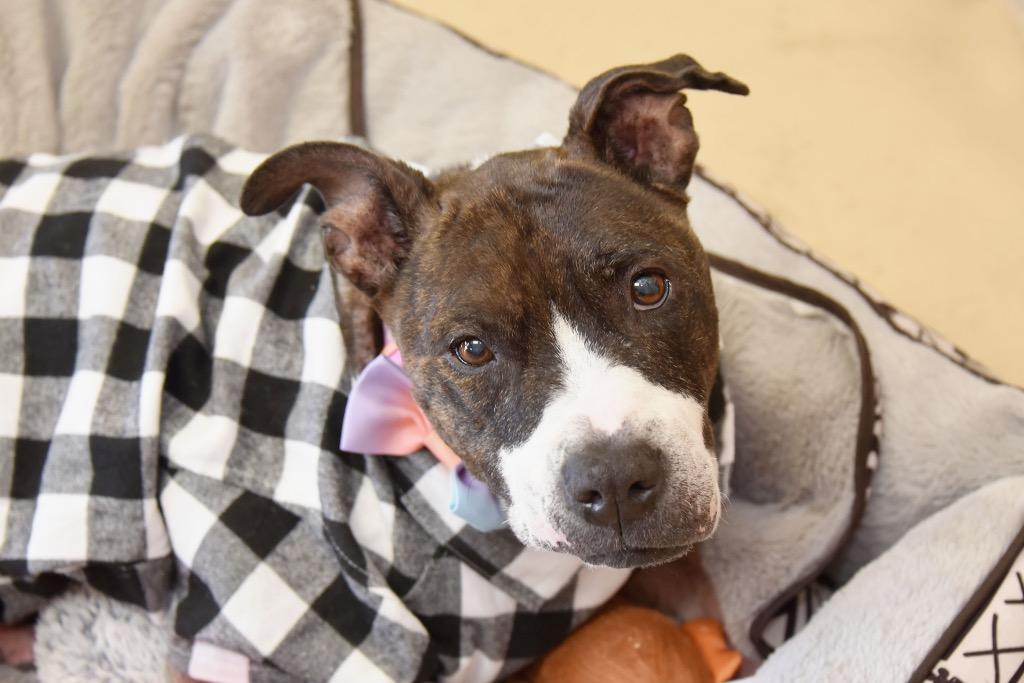 Envy, a Adoptable Pit Bull Terrier in West Union, OH image 3/6