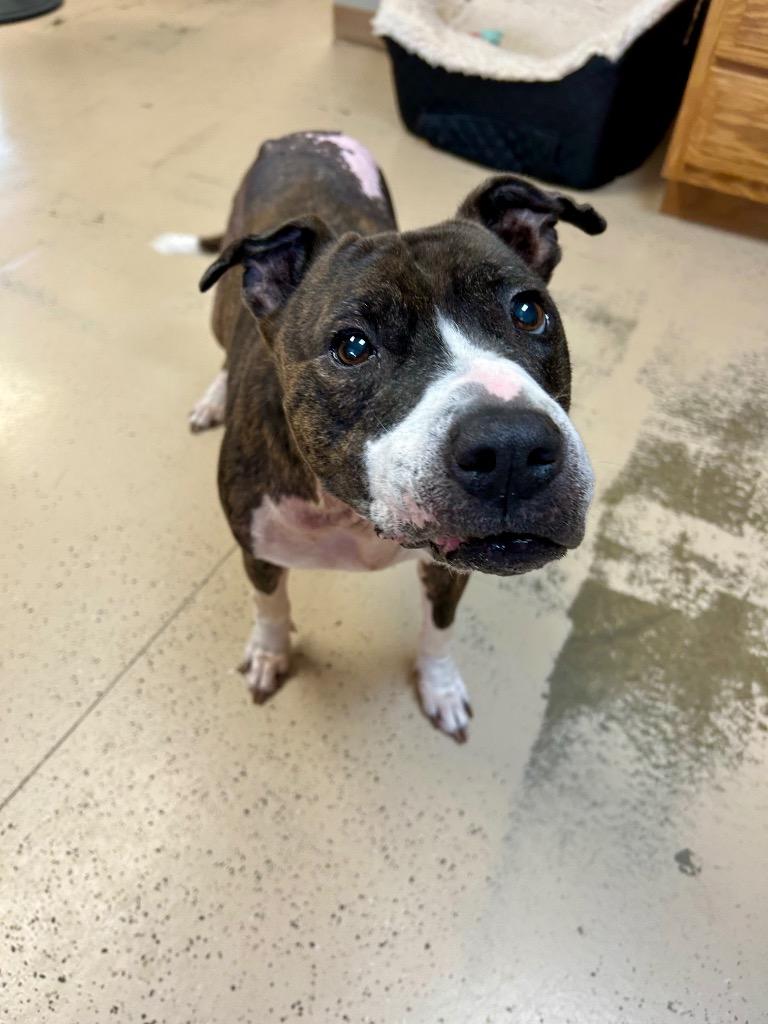 Envy, a Adoptable Pit Bull Terrier in West Union, OH image 4/6