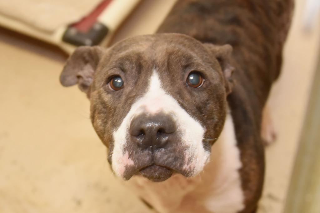 Envy, a Adoptable Pit Bull Terrier in West Union, OH image 5/6