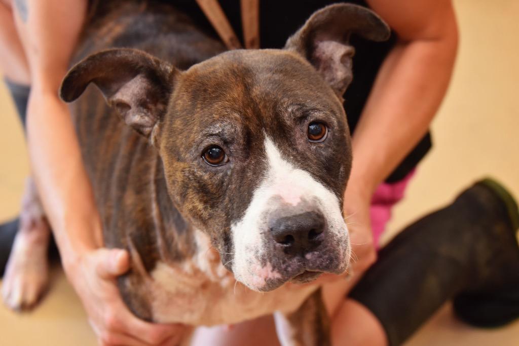 Envy, a Adoptable Pit Bull Terrier in West Union, OH image 6/6