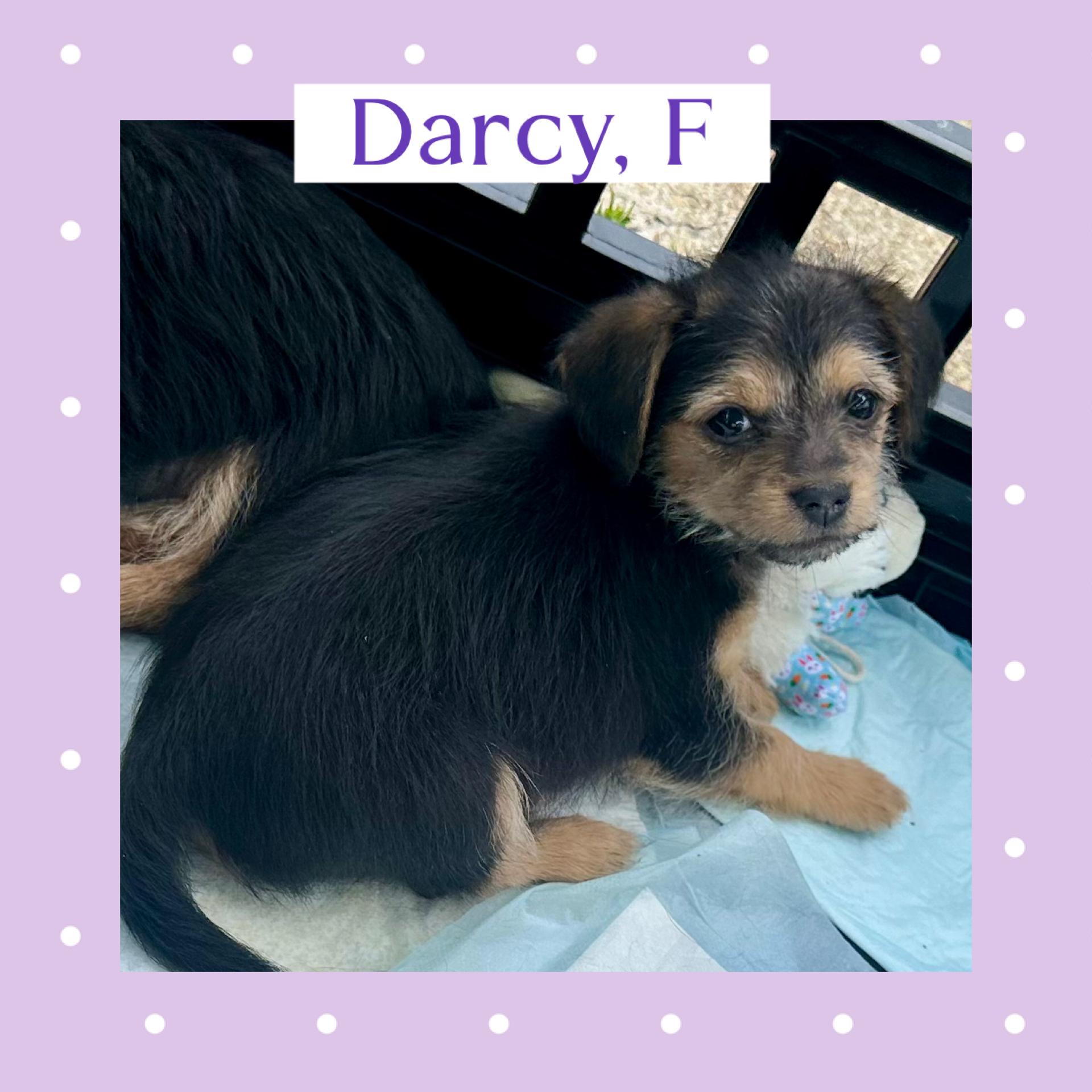 Alani, Darcy and Phoebe, a ADOPTABLE mixed breed in Richmond, VA image 5/6