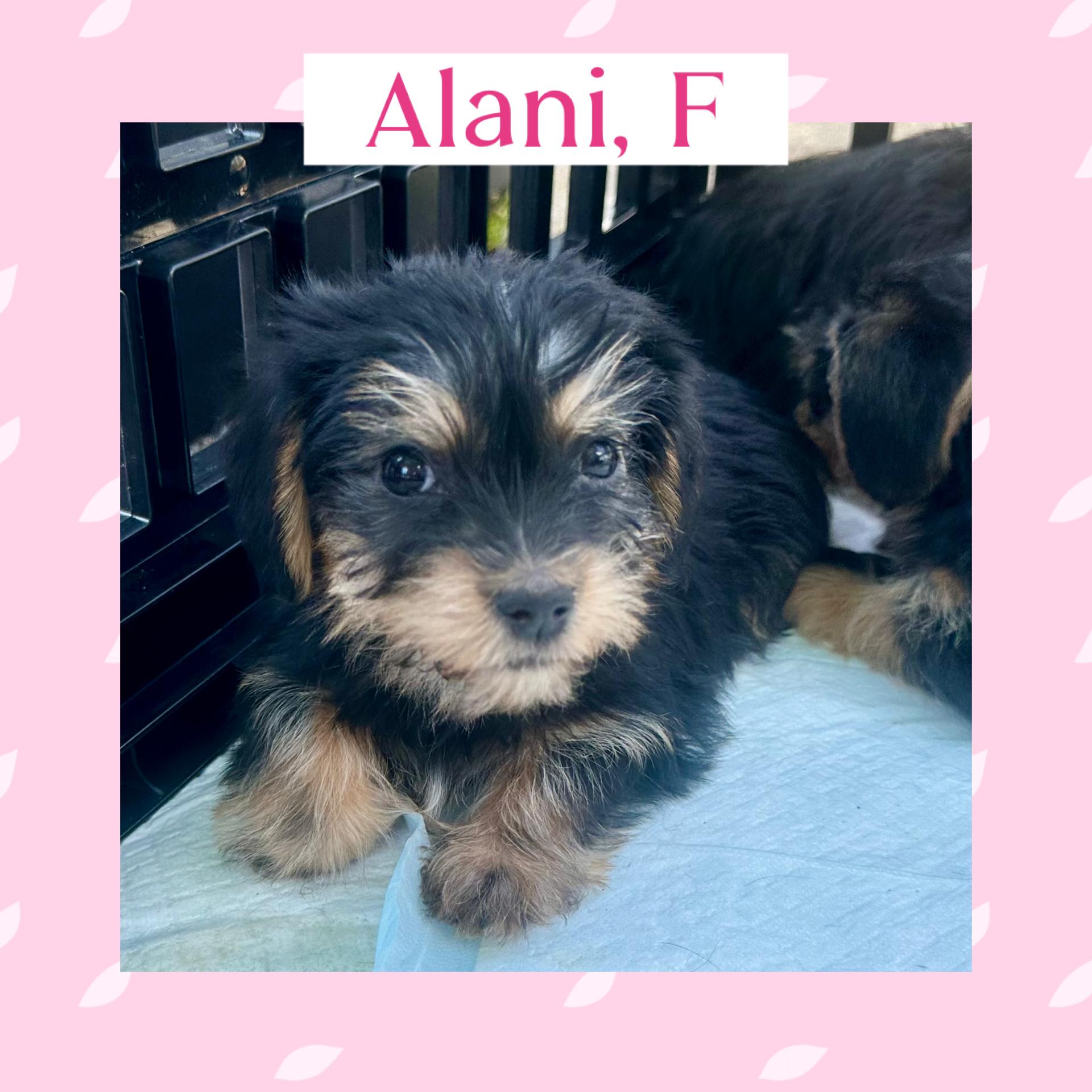 Alani, Darcy and Phoebe, a ADOPTABLE mixed breed in Richmond, VA image 2/6