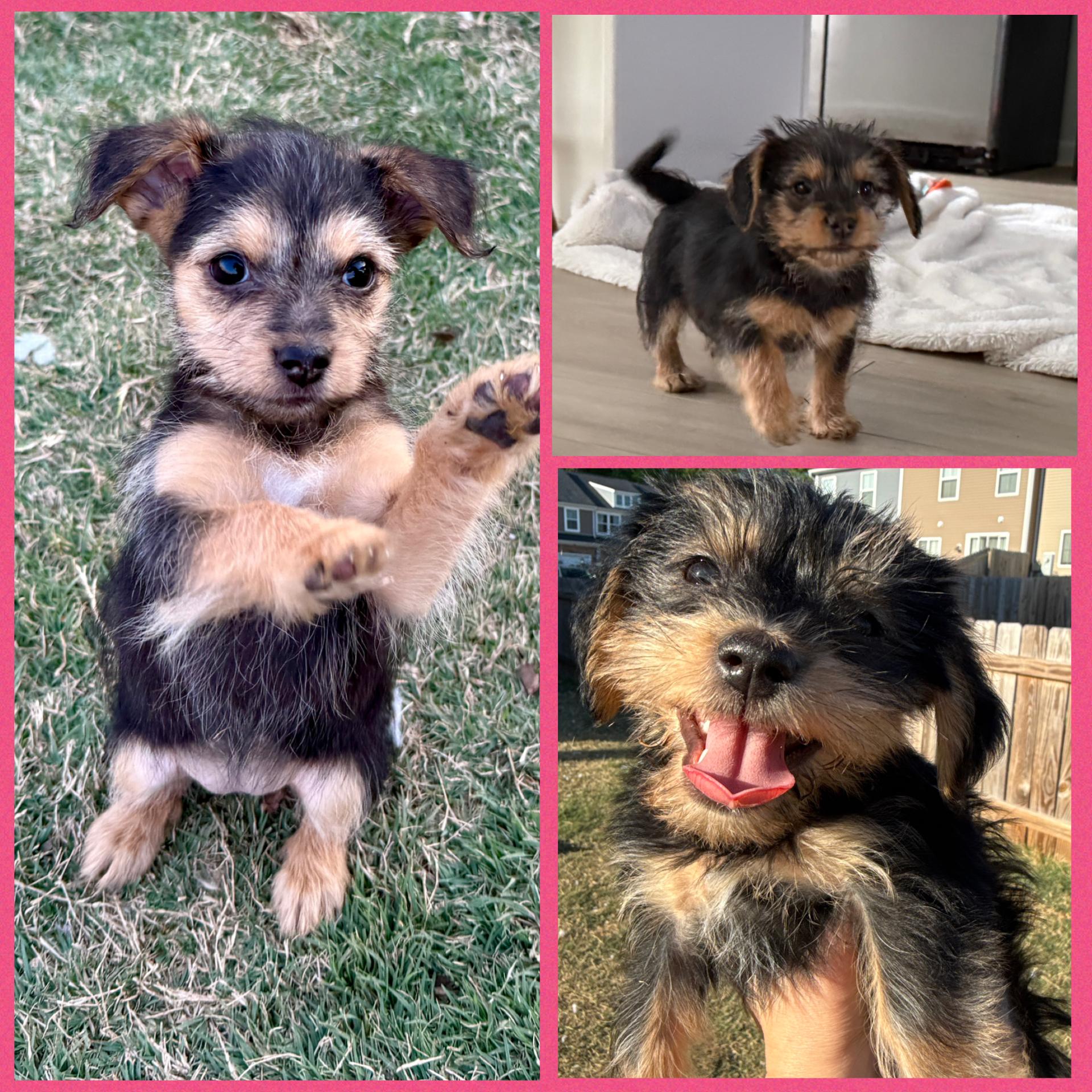 Alani, Darcy and Phoebe, a ADOPTABLE mixed breed in Richmond, VA image 1/6