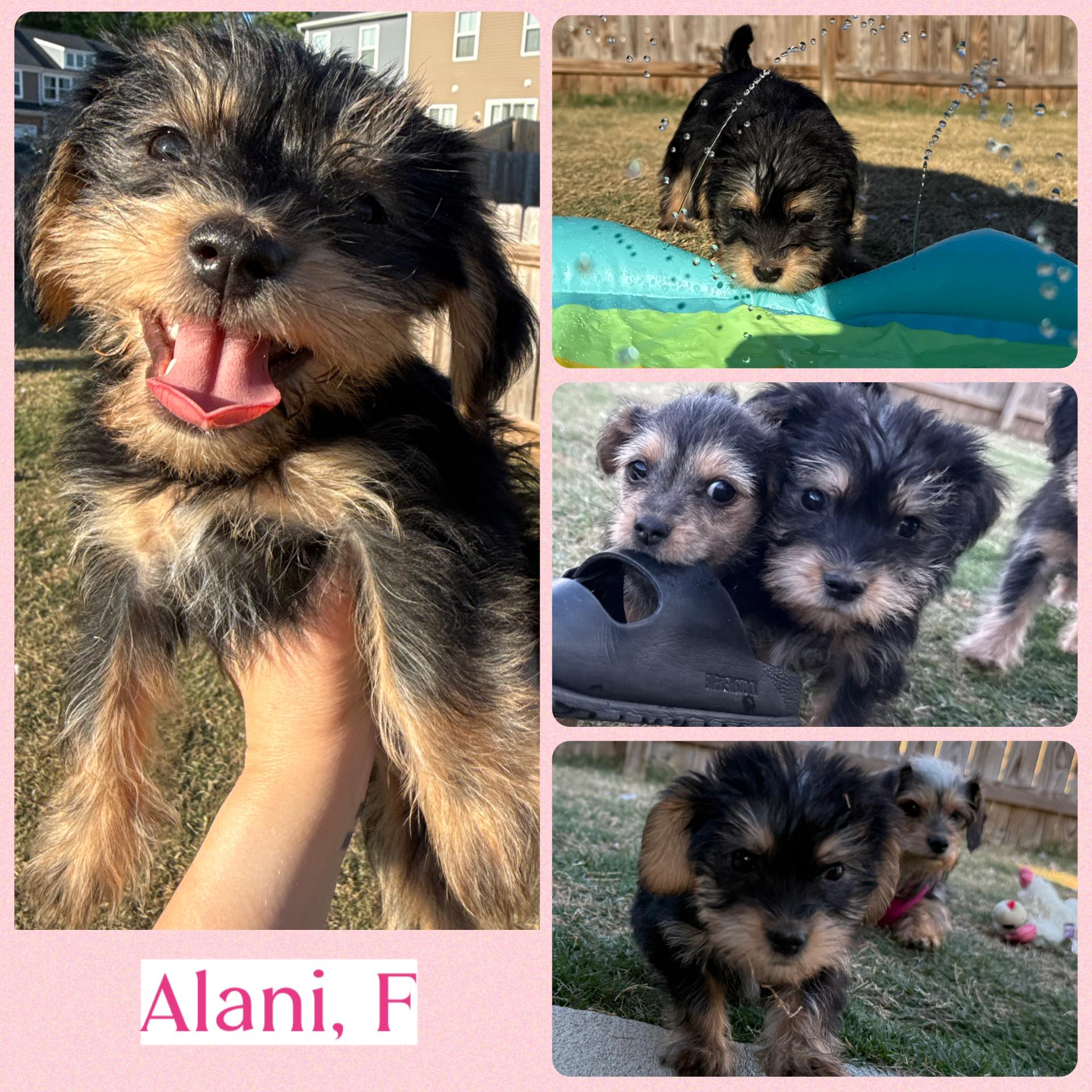Alani, Darcy and Phoebe, a ADOPTABLE mixed breed in Richmond, VA image 3/6