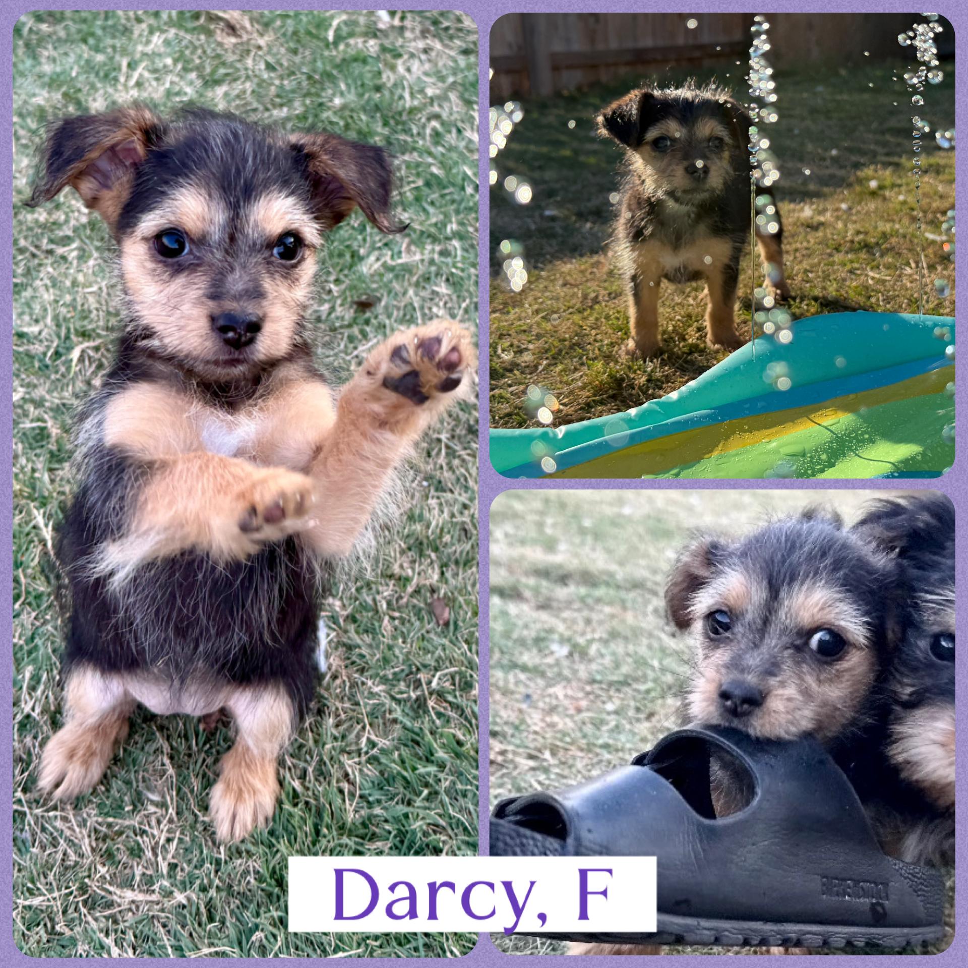 Alani, Darcy and Phoebe, a ADOPTABLE mixed breed in Richmond, VA image 4/6