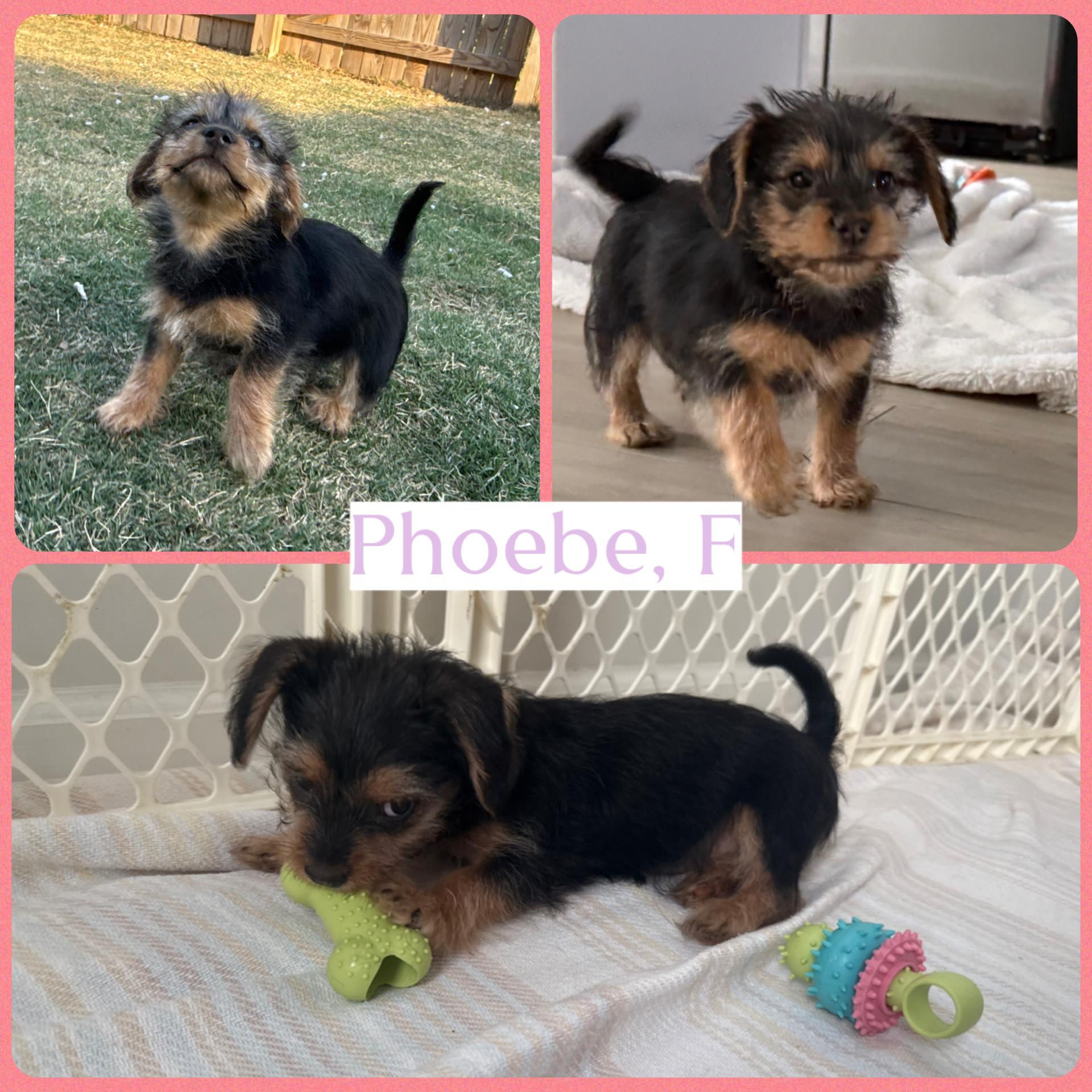 Alani, Darcy and Phoebe, a ADOPTABLE mixed breed in Richmond, VA image 6/6