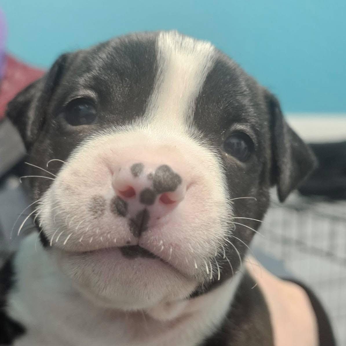 Enlarge Zeke, a ADOPTABLE mixed breed in Grafton, OH image 2/2