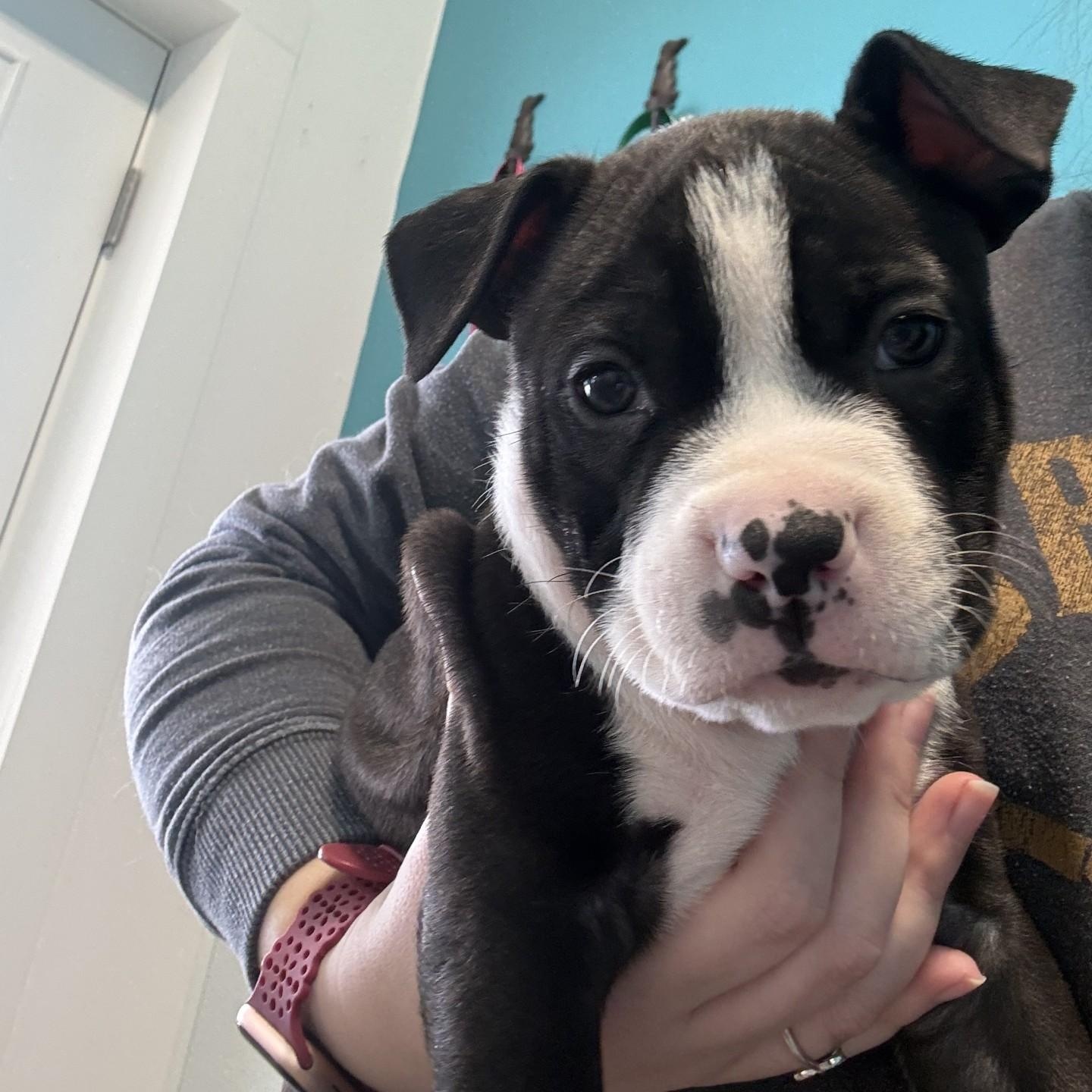 Enlarge Zeke, a ADOPTABLE mixed breed in Grafton, OH image 1/2