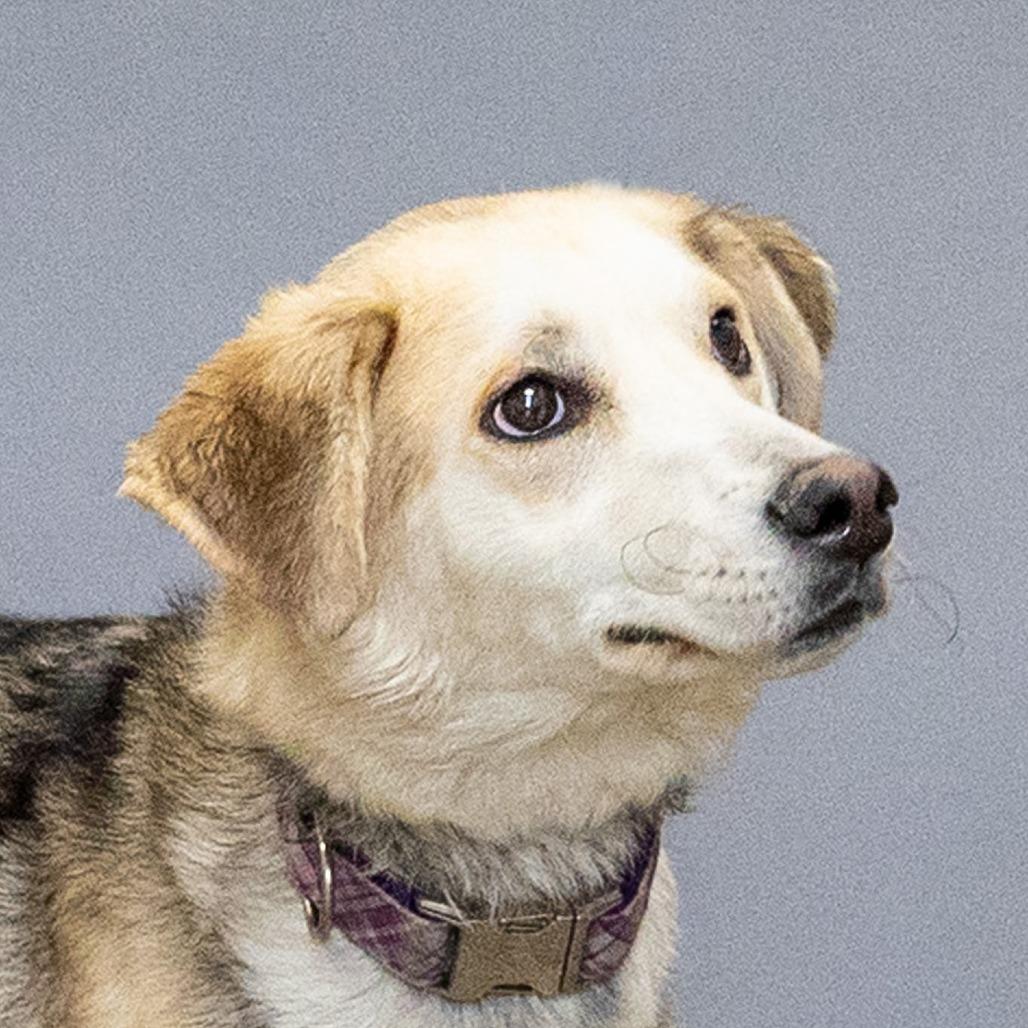 Kalani, Adoptable, Adult Female Shepherd & Husky.