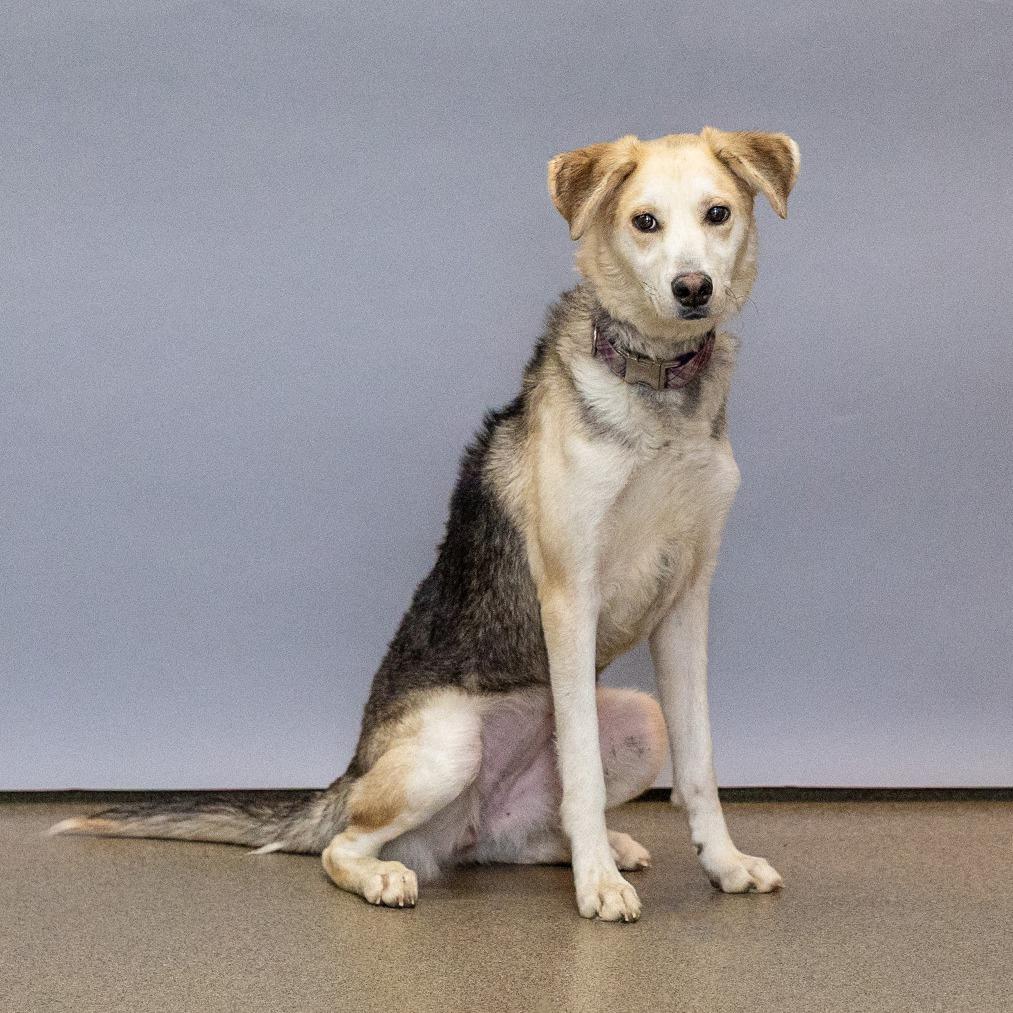 Enlarge Kalani, a Adoptable mixed breed in Council Bluffs, IA image 2/3