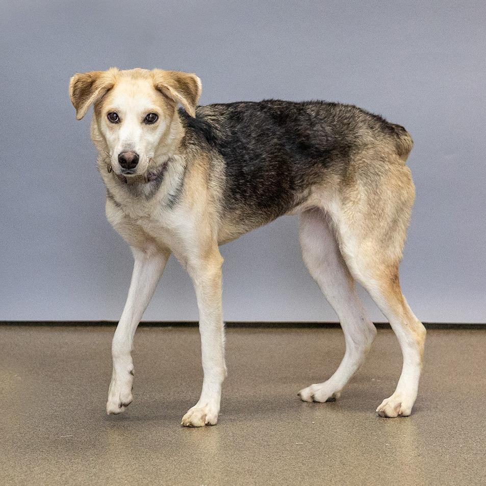 Enlarge Kalani, a Adoptable mixed breed in Council Bluffs, IA image 3/3