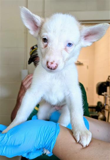 PEACE LILY, Adoptable, Puppy Female German Shepherd Dog & Siberian Husky.