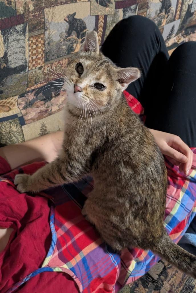 Louise, Adoptable, Young Female Domestic Short Hair.