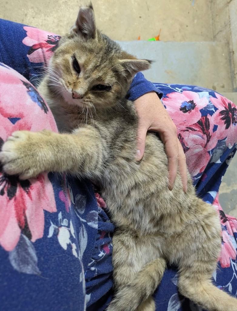 Louise, a Adoptable mixed breed in Fond Du Lac, WI image 2/4