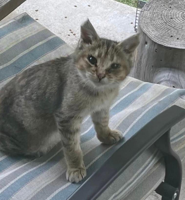 Louise, a Adoptable mixed breed in Fond Du Lac, WI image 3/4