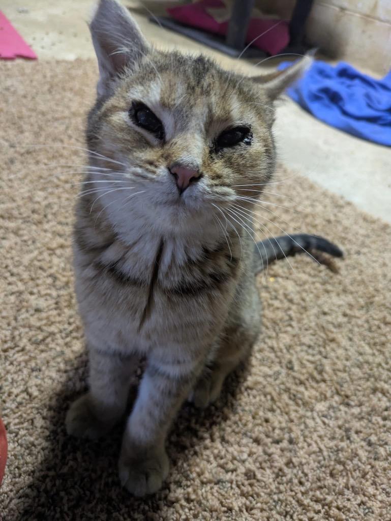 Louise, a Adoptable mixed breed in Fond Du Lac, WI image 4/4