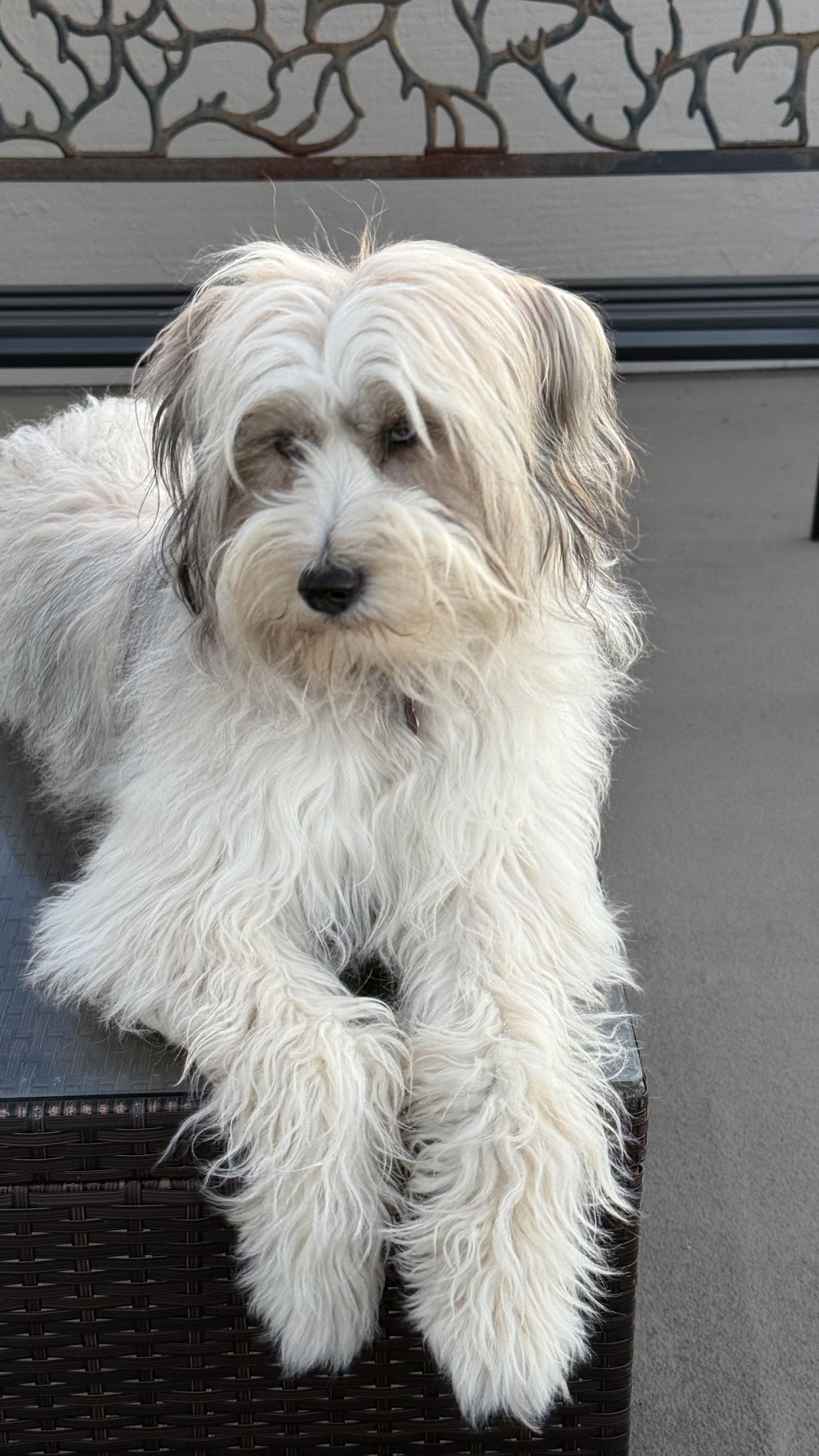 Enlarge France aka Momo, a ADOPTABLE mixed breed in Los Angeles, CA image 2/5