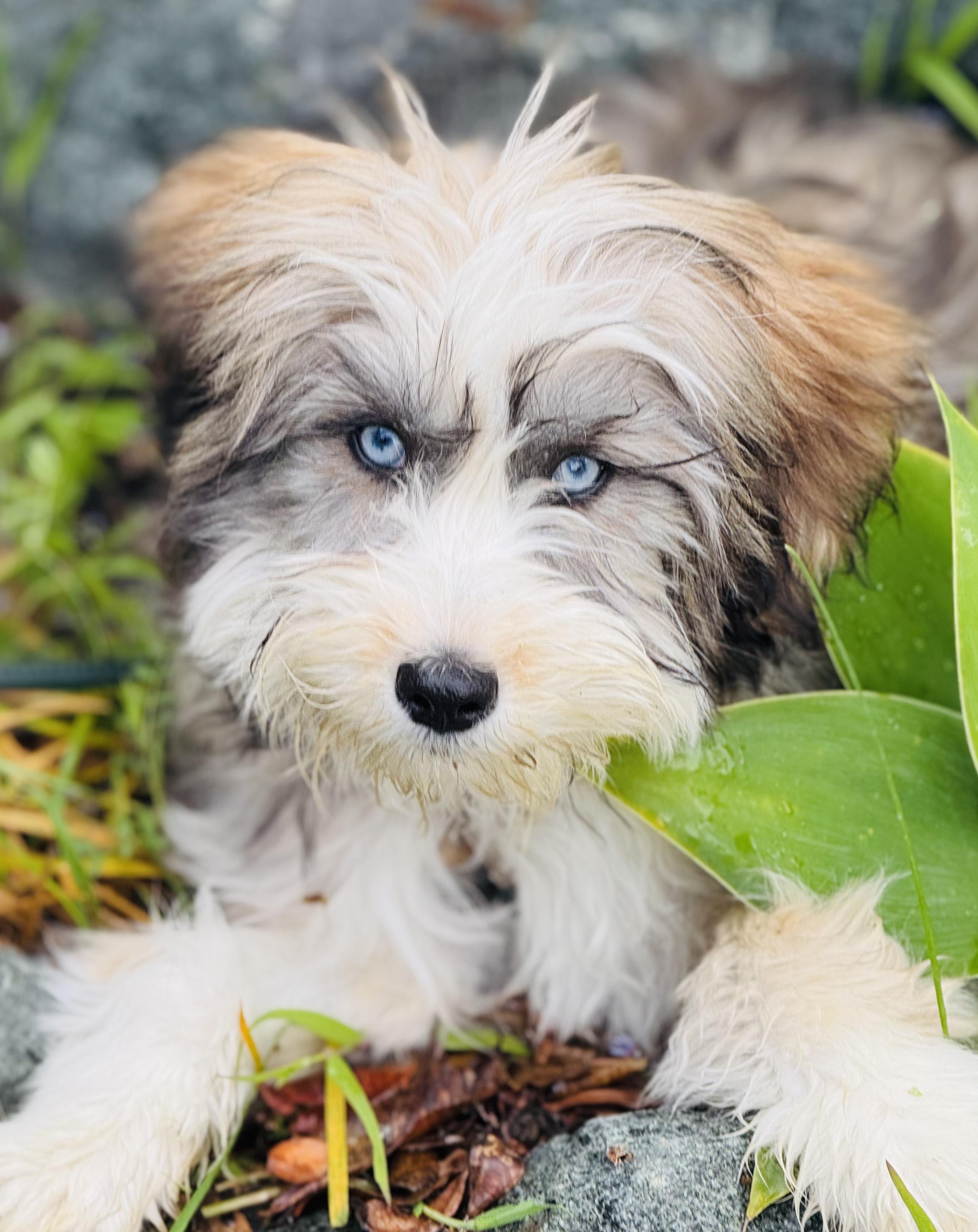 France aka Momo, ADOPTABLE, Young Female Australian Shepherd & Poodle.