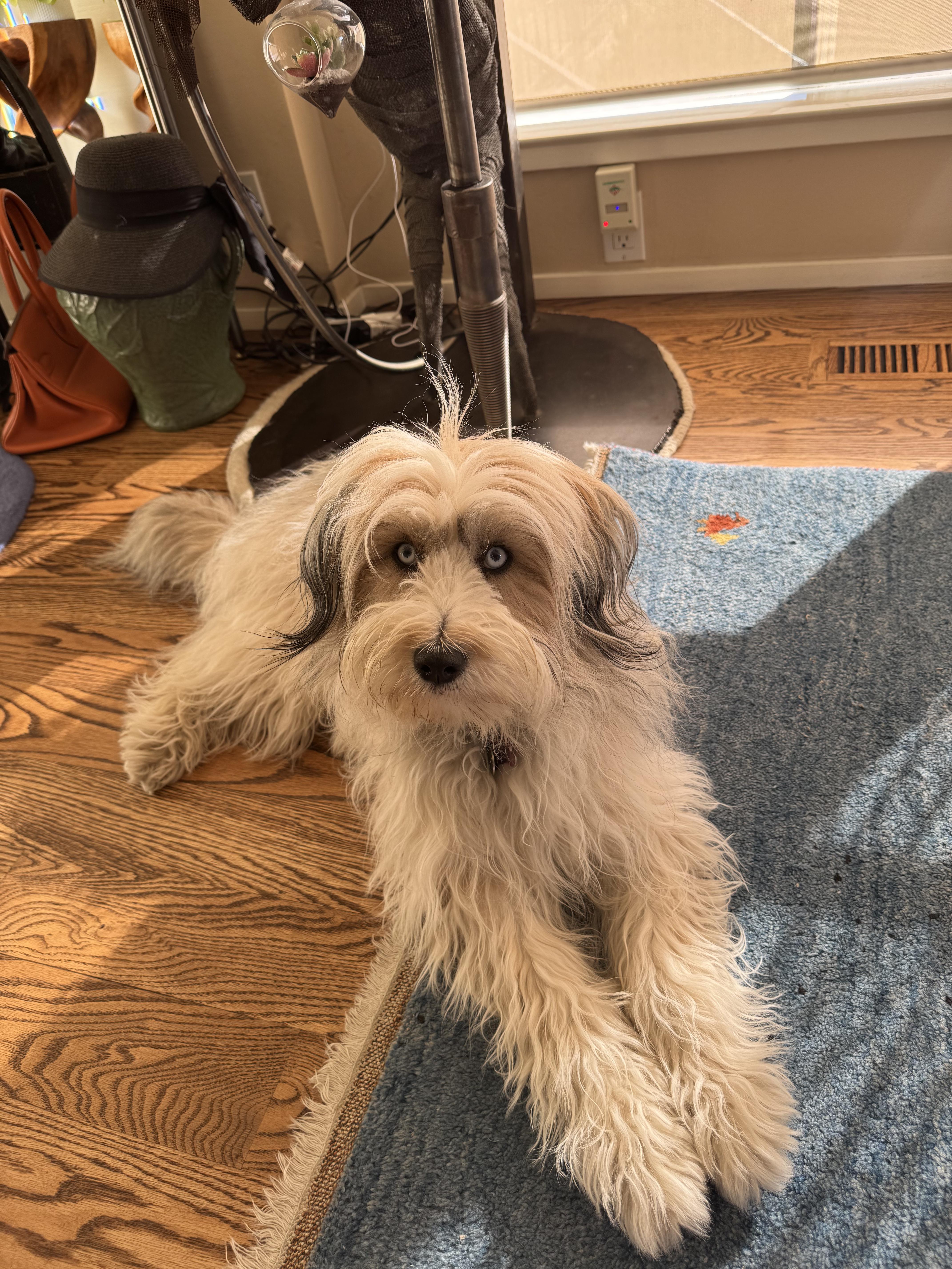 Enlarge France aka Momo, a ADOPTABLE mixed breed in Los Angeles, CA image 5/5