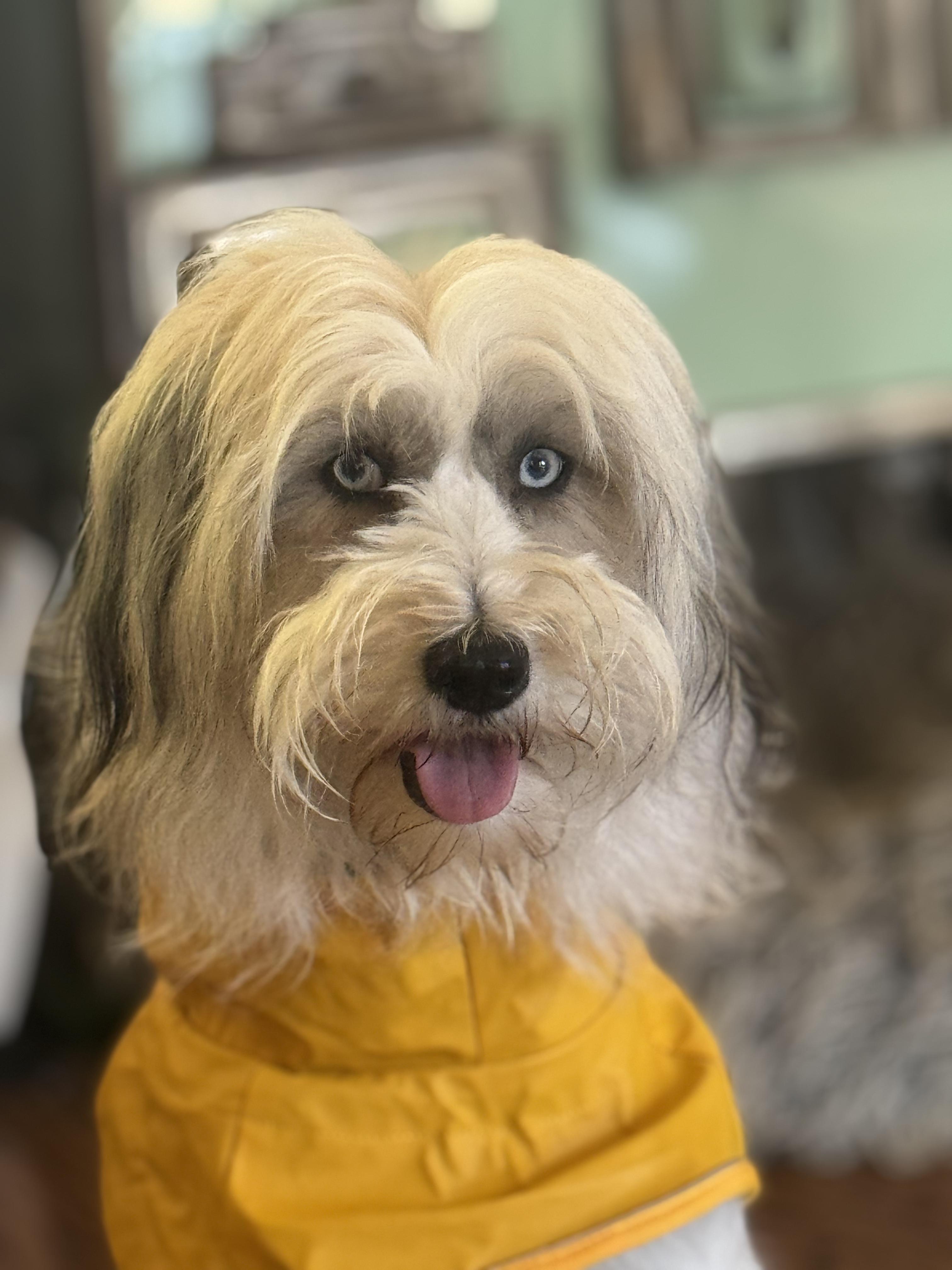 Enlarge France aka Momo, a ADOPTABLE mixed breed in Los Angeles, CA image 3/5