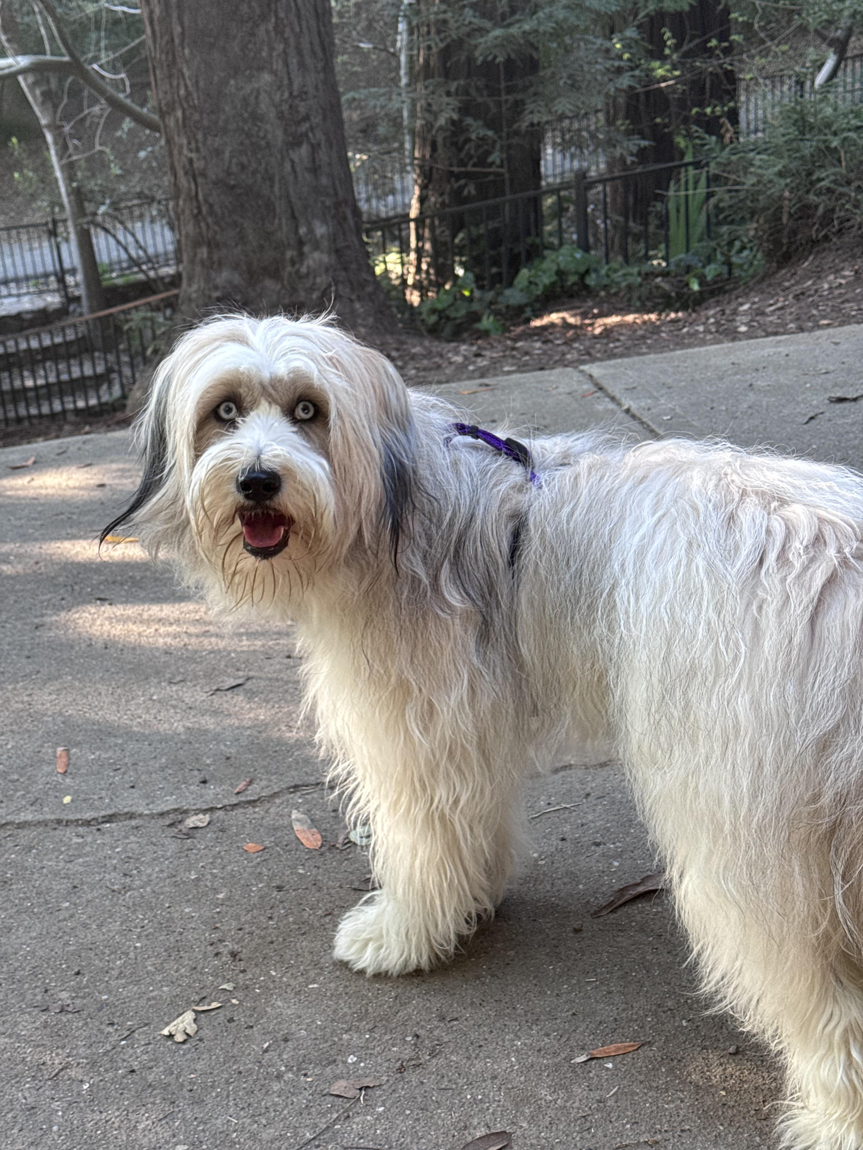 Enlarge France aka Momo, a ADOPTABLE mixed breed in Los Angeles, CA image 4/5