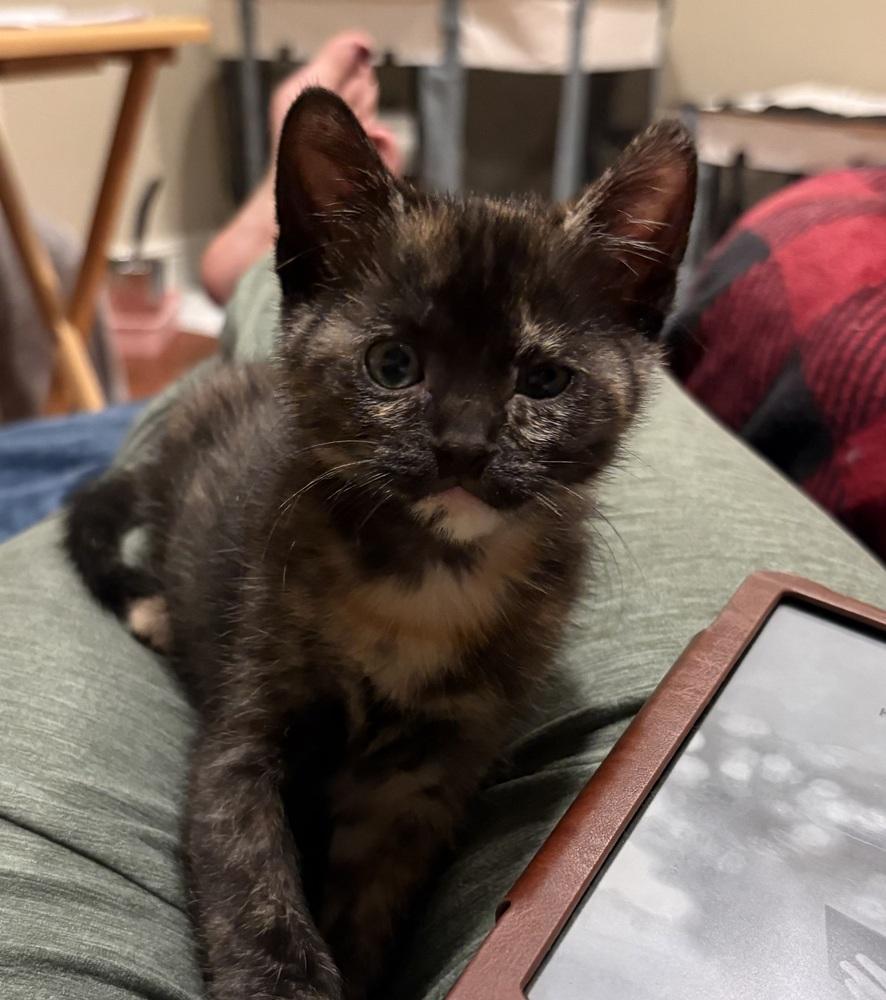Lizzie Breech (available late May), Adoptable, Kitten Female Domestic Short Hair.