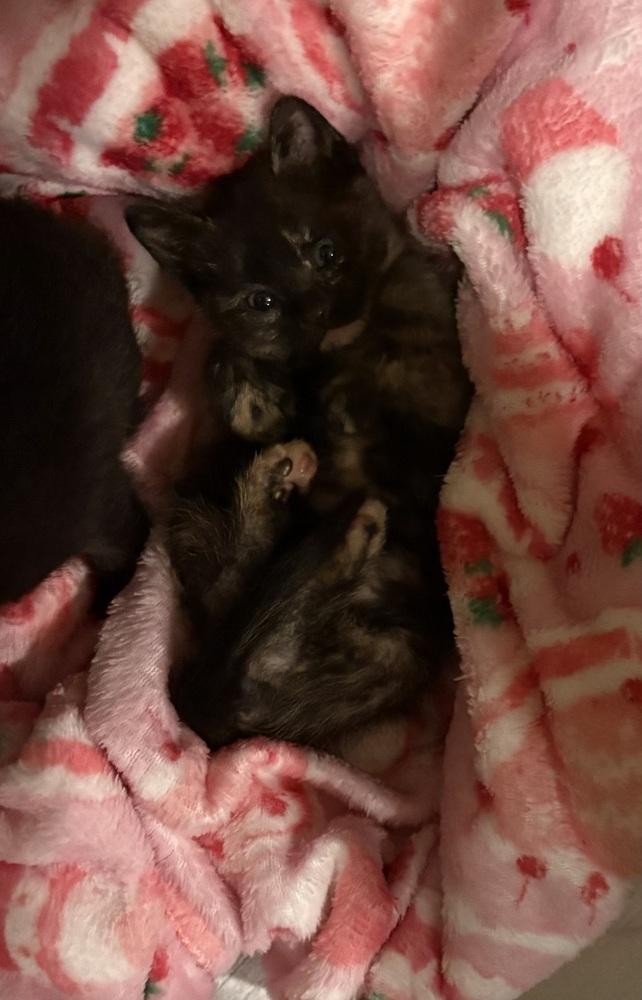 Lizzie Breech (available late May), a Adoptable mixed breed in Galt, CA image 3/3