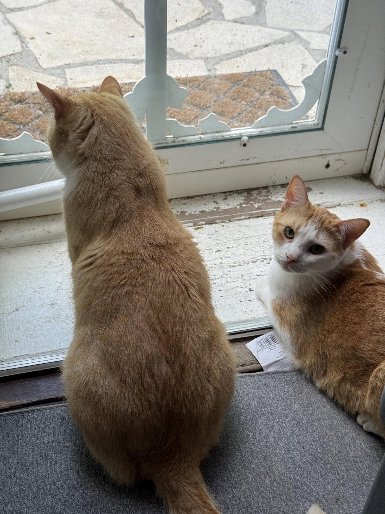 Enlarge Tucker, a Adopted Domestic Short Hair in Markham, ON image 2/3