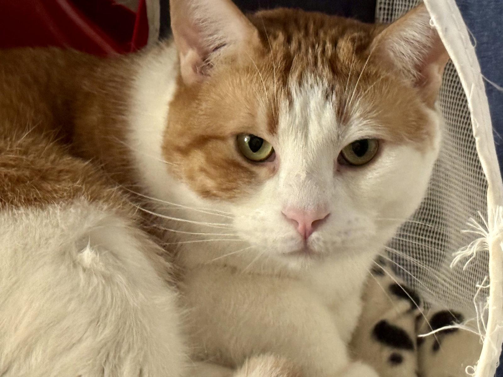 Enlarge Tucker, a Adopted Domestic Short Hair in Markham, ON image 3/3
