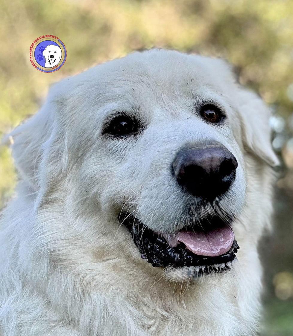 Sir Kingsley thumbnail 2