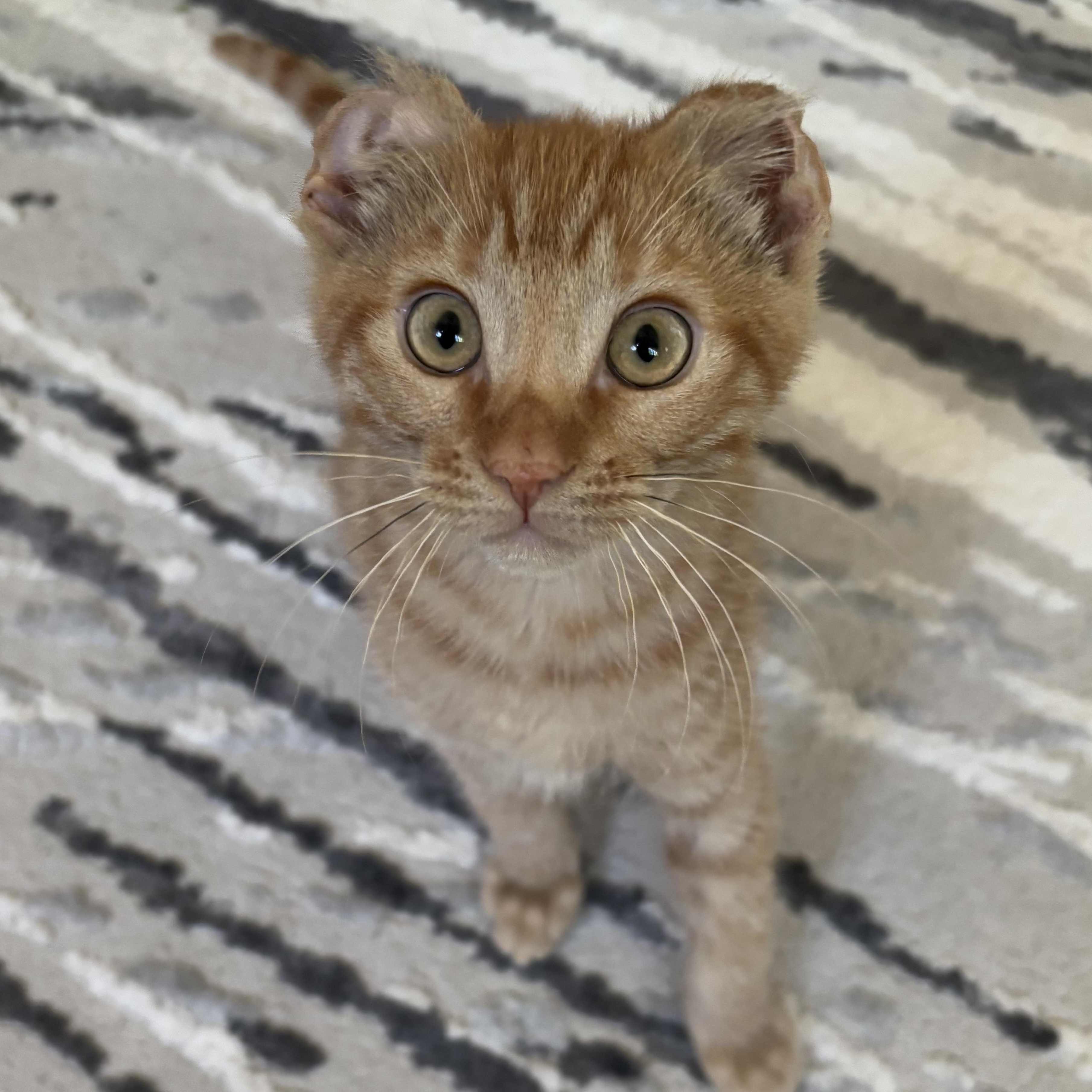 Ben (Bonded to Jerry) Domestic Short Hair Cat