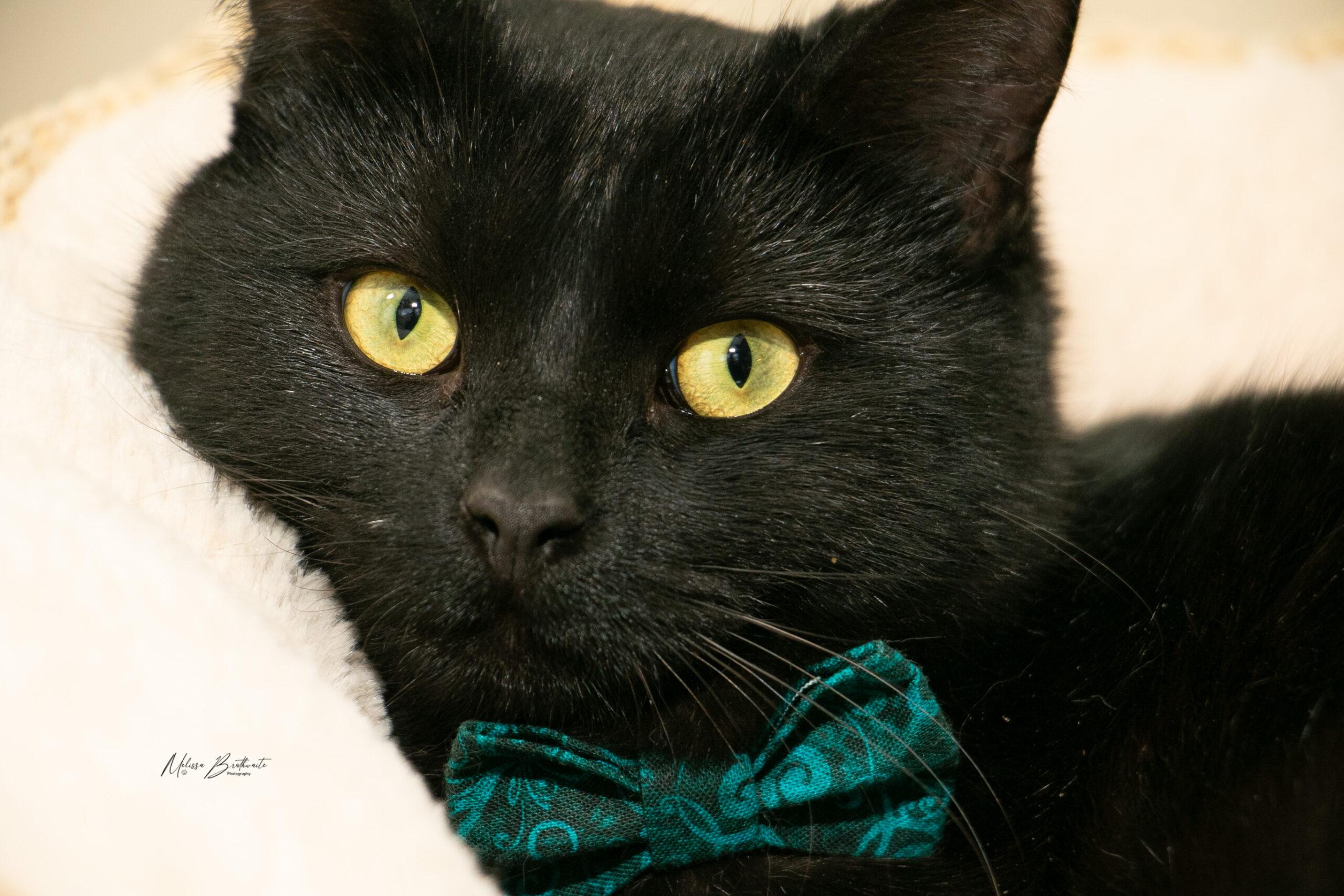 Enlarge Doc Hudson, a ADOPTABLE Domestic Short Hair in Calgary, AB image 3/4