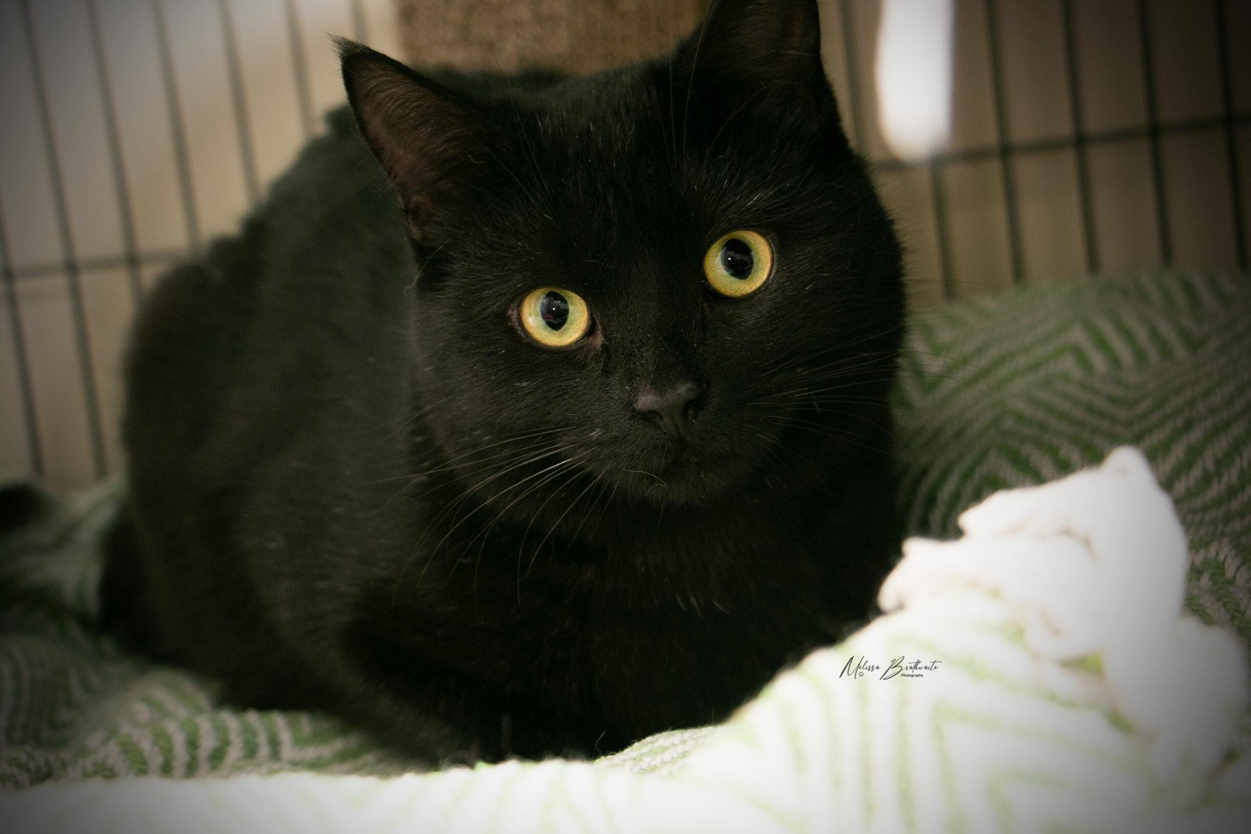 Doc Hudson, ADOPTABLE, Young Male Domestic Short Hair.