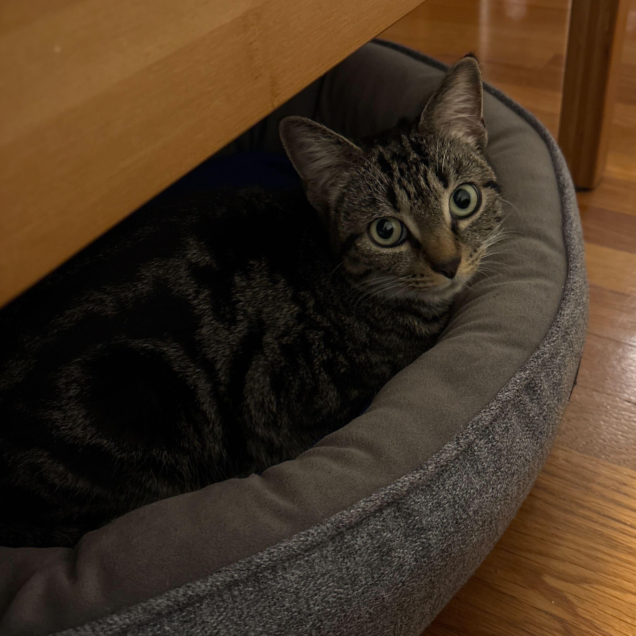 Emerald, a ADOPTABLE Domestic Short Hair in Waltham, MA image 5/5