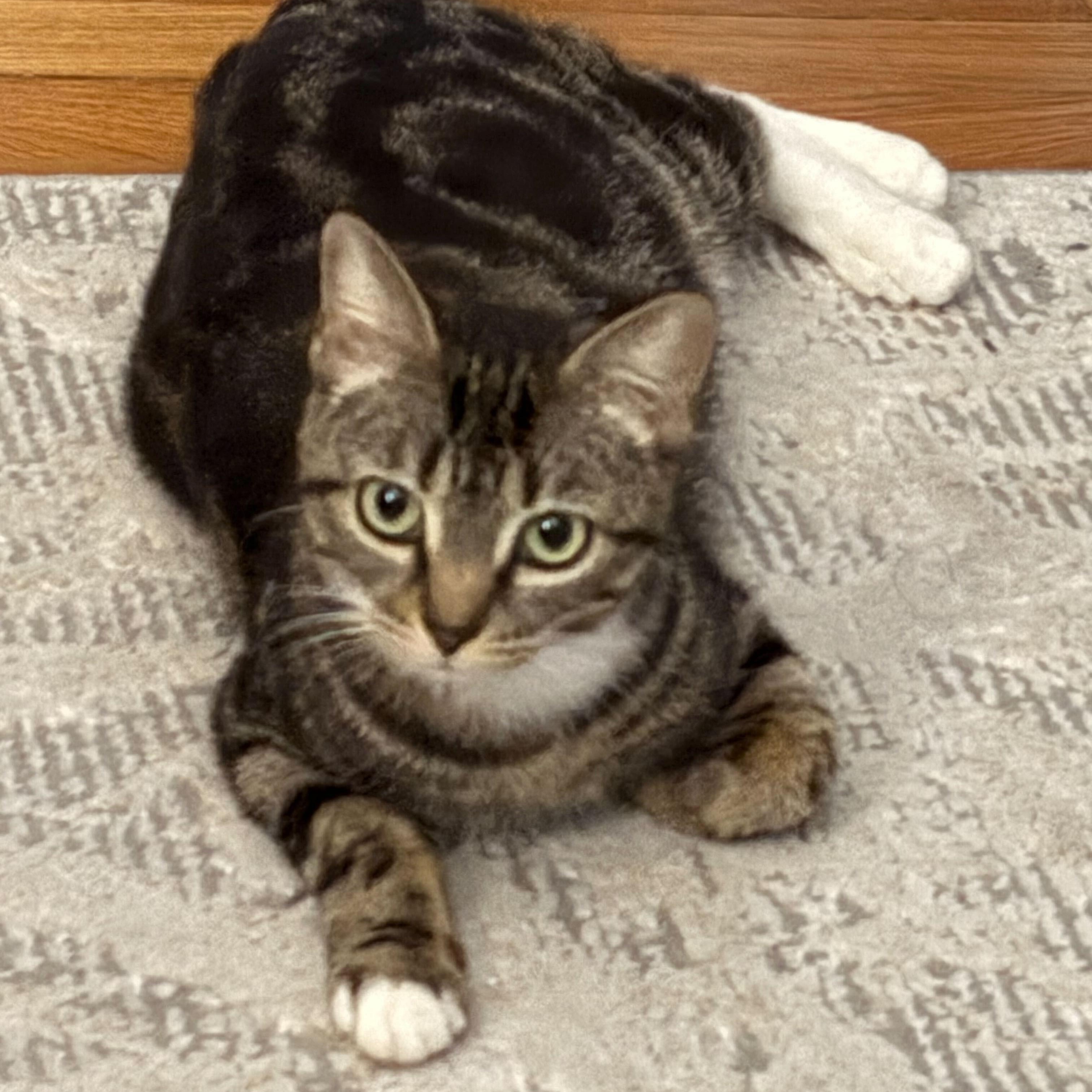 Emerald, a ADOPTABLE Domestic Short Hair in Waltham, MA image 3/5