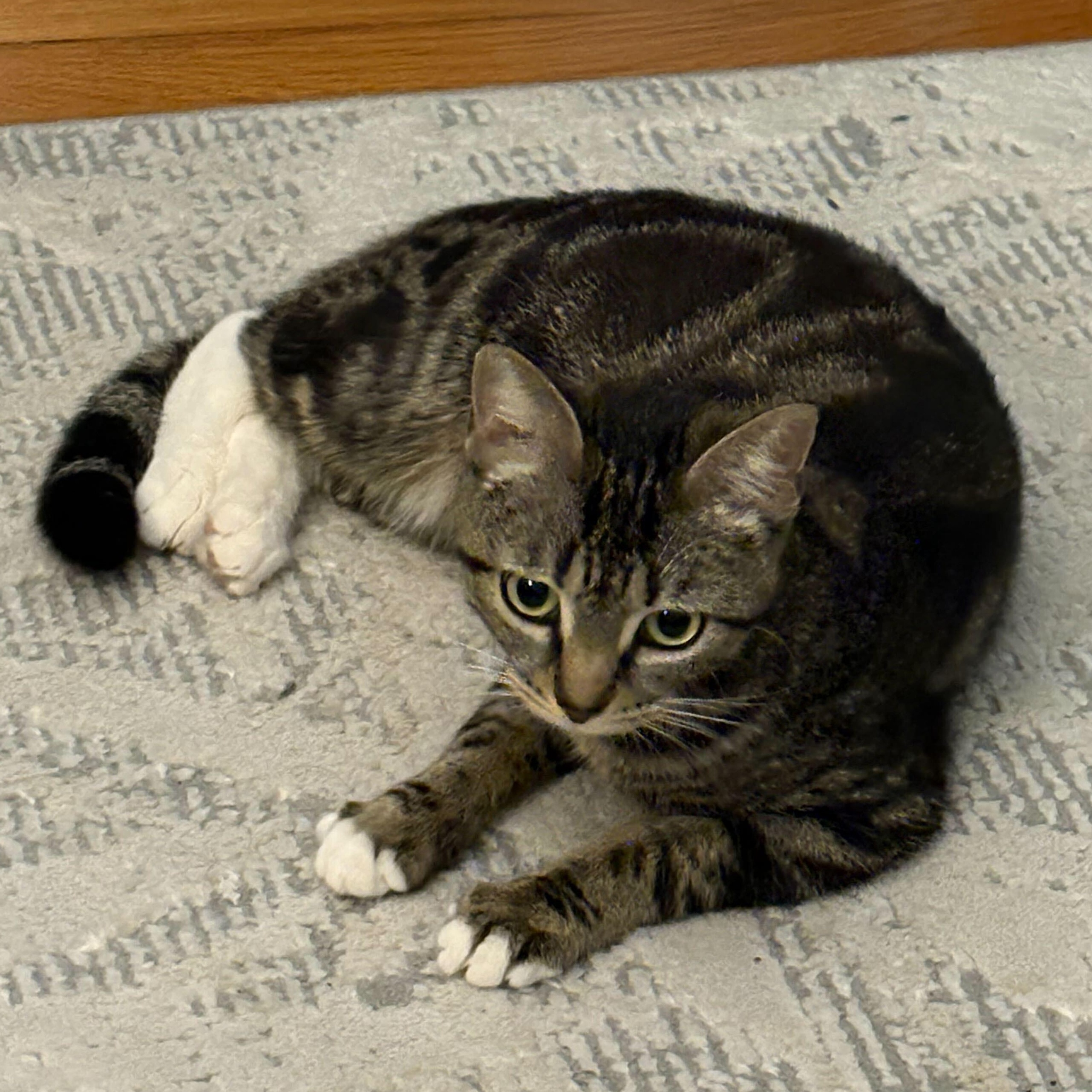Emerald, a ADOPTABLE Domestic Short Hair in Waltham, MA image 2/5
