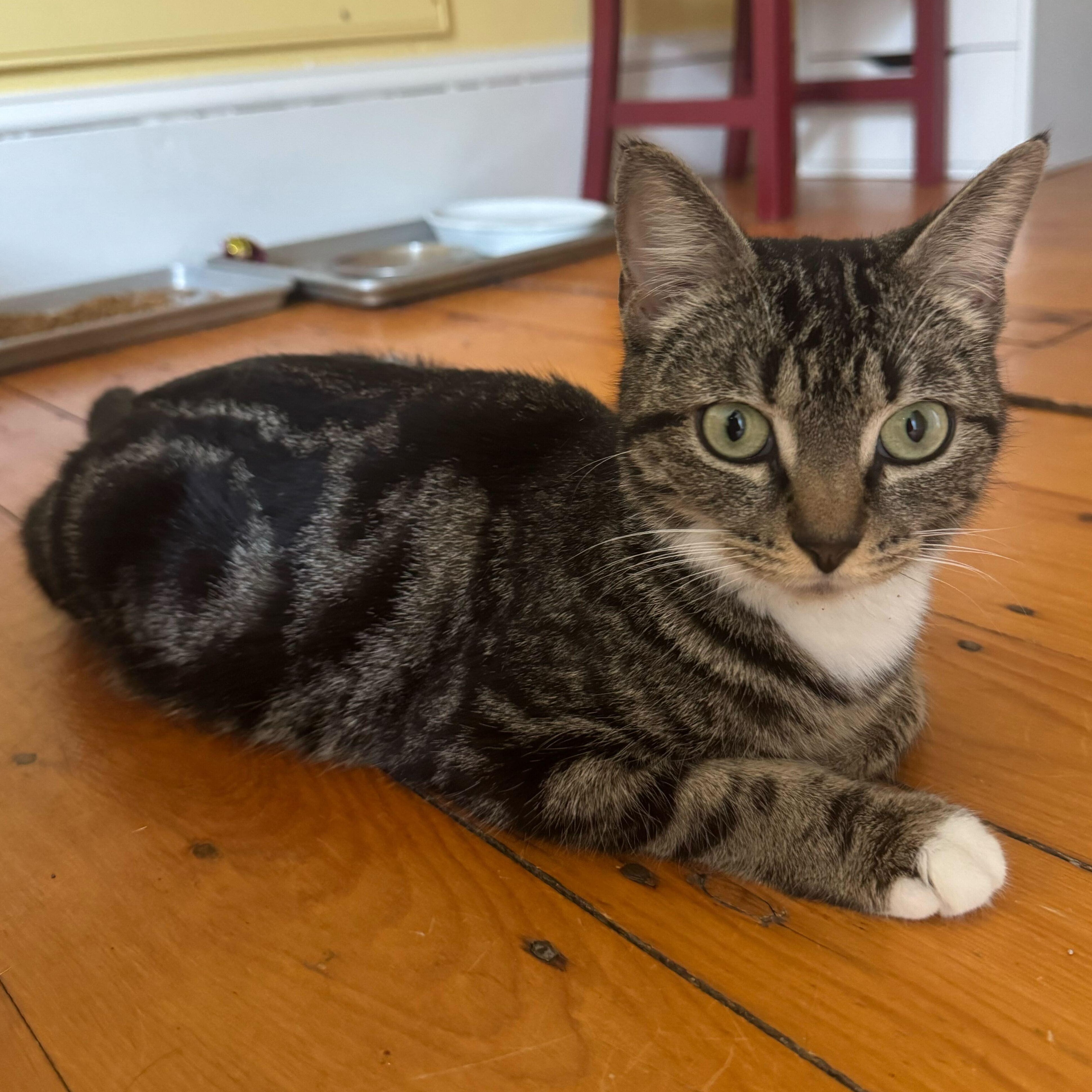 Emerald, a ADOPTABLE Domestic Short Hair in Waltham, MA image 1/5