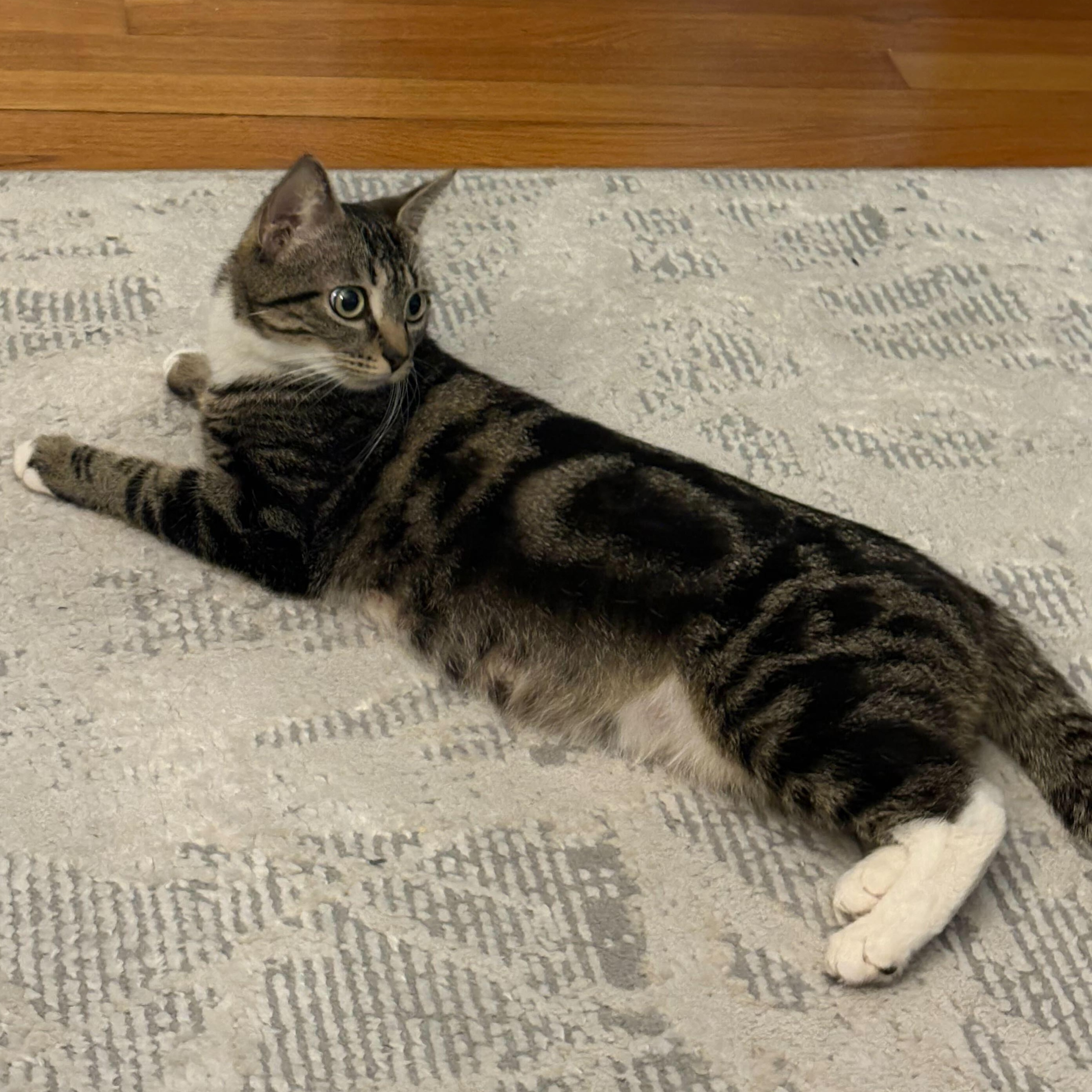 Emerald, a ADOPTABLE Domestic Short Hair in Waltham, MA image 4/5