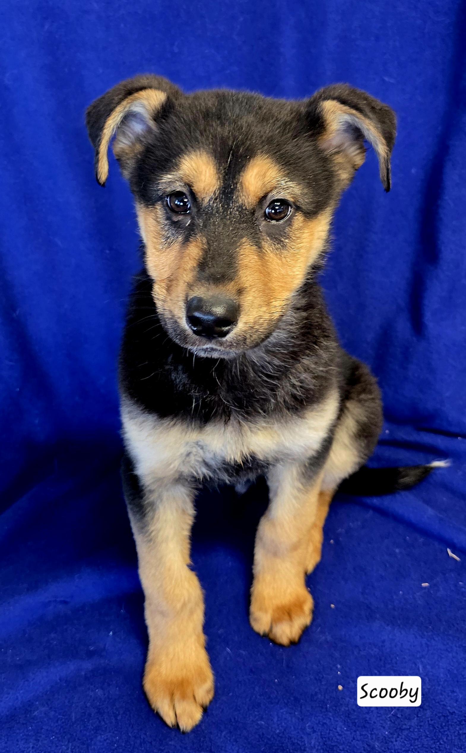 Scooby, ADOPTABLE, Puppy Male German Shepherd Dog & Husky.