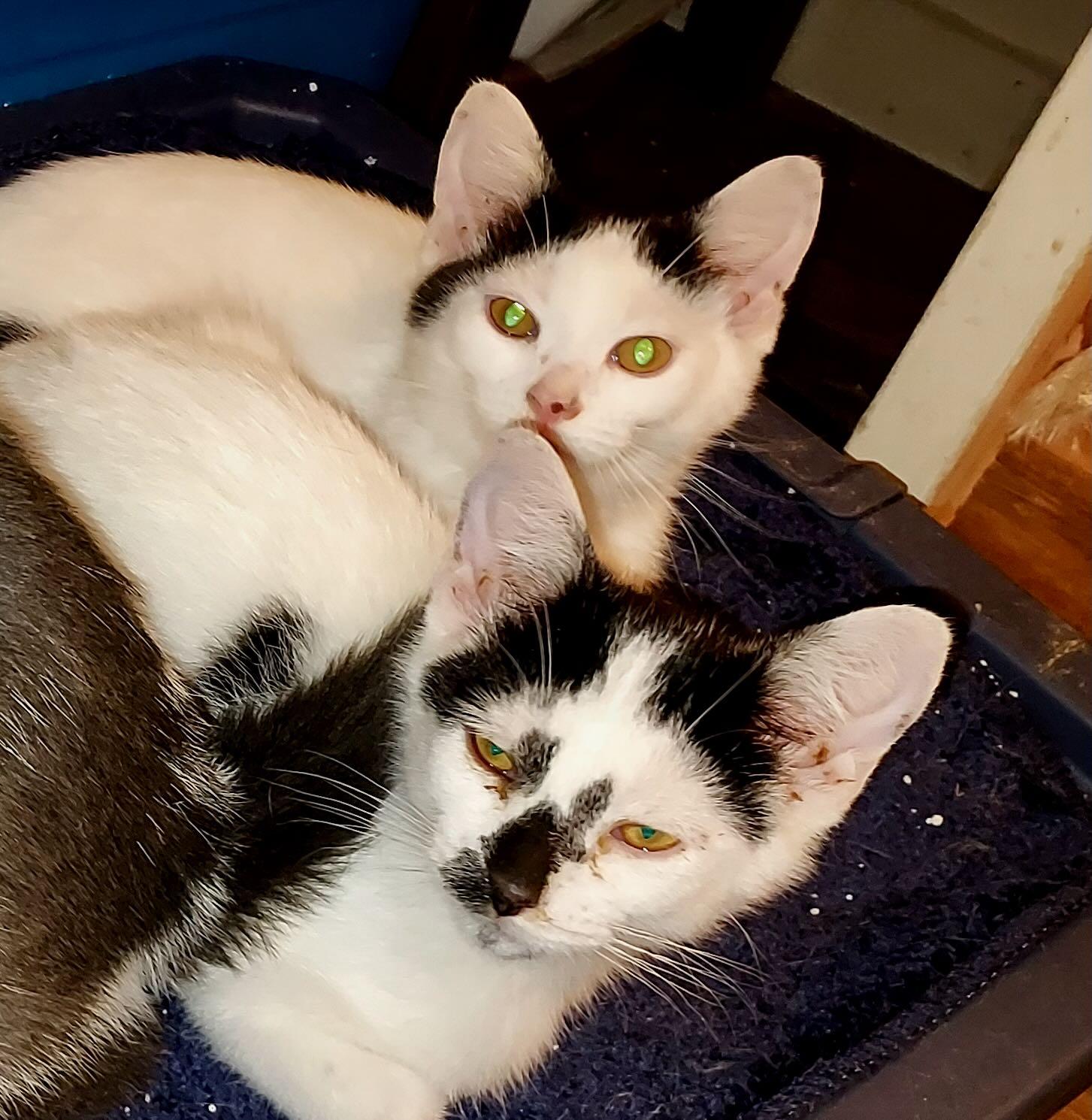 George & Gerald, Adoptable, Kitten Male Domestic Short Hair.