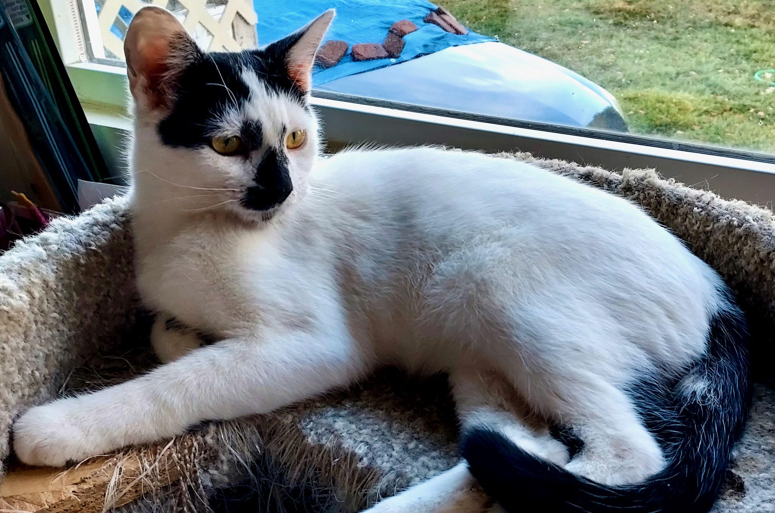 Enlarge George & Gerald, a Adoptable Domestic Short Hair in Hood River, OR image 3/6