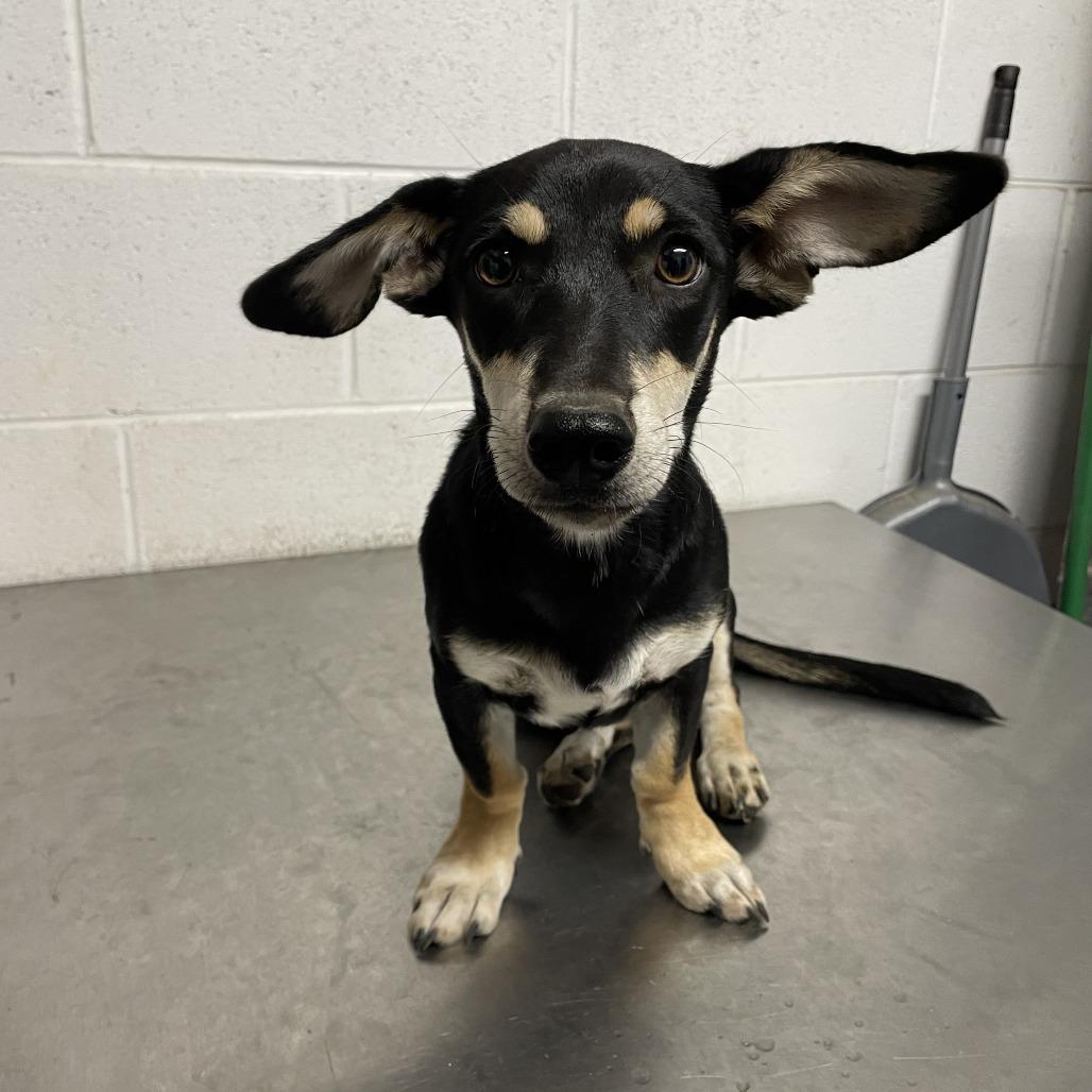 Vienna C613, Adoptable, Young Female Dachshund.