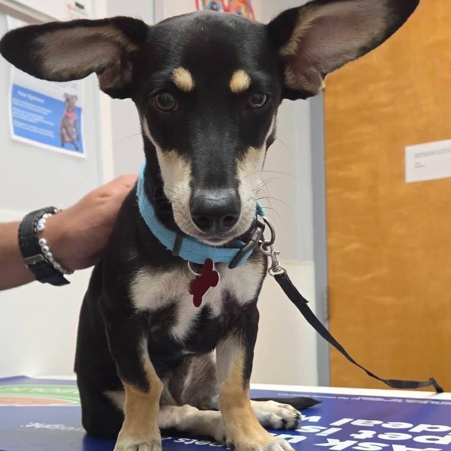 Enlarge Vienna C613, a Adoptable Dachshund in Allen, TX image 2/6