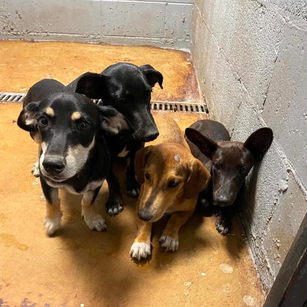 Enlarge Vienna C613, a Adoptable Dachshund in Allen, TX image 3/6