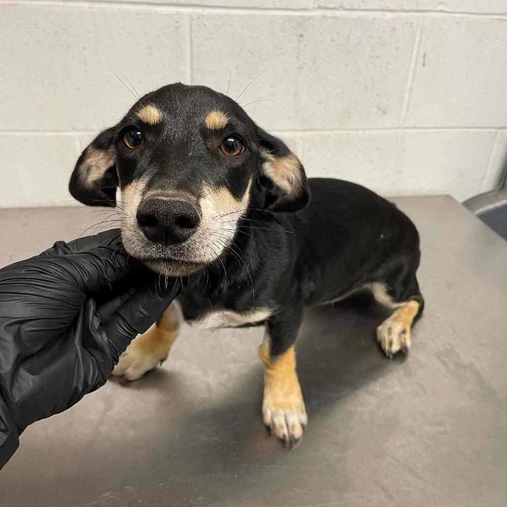 Enlarge Vienna C613, a Adoptable Dachshund in Allen, TX image 4/6