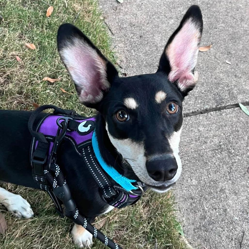 Enlarge Vienna C613, a Adoptable Dachshund in Allen, TX image 5/6